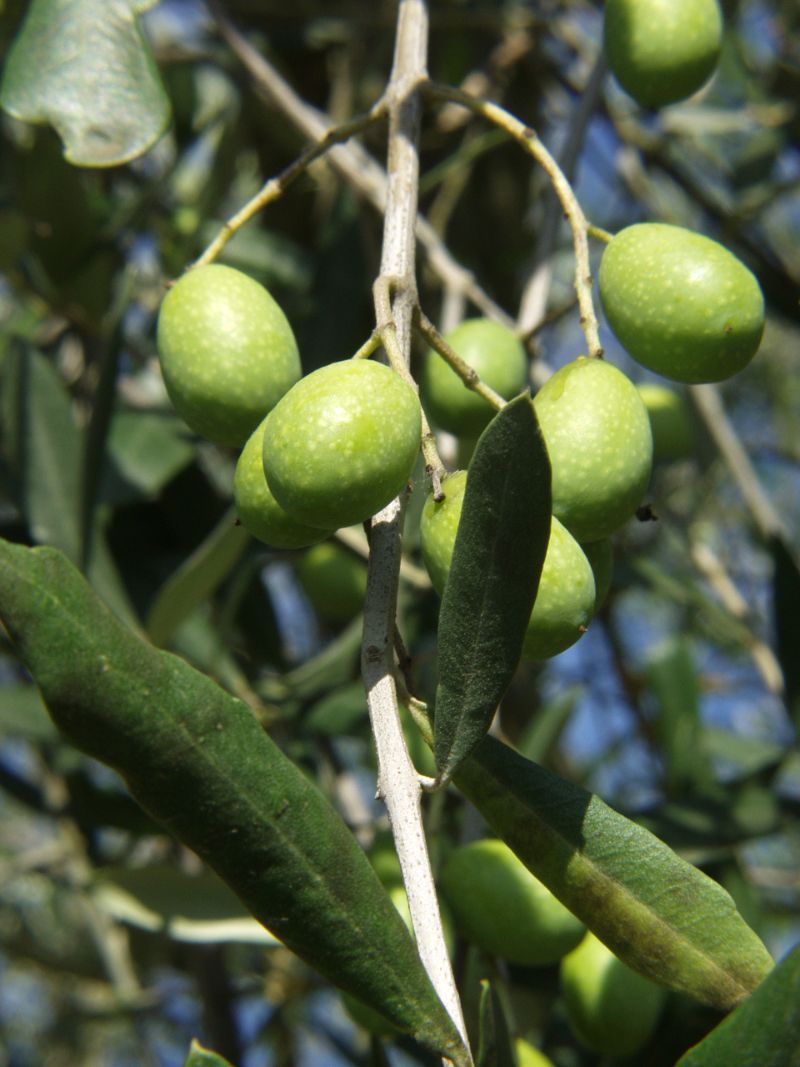 Un mazzo di olive verdi appeso a un ramo di un albero