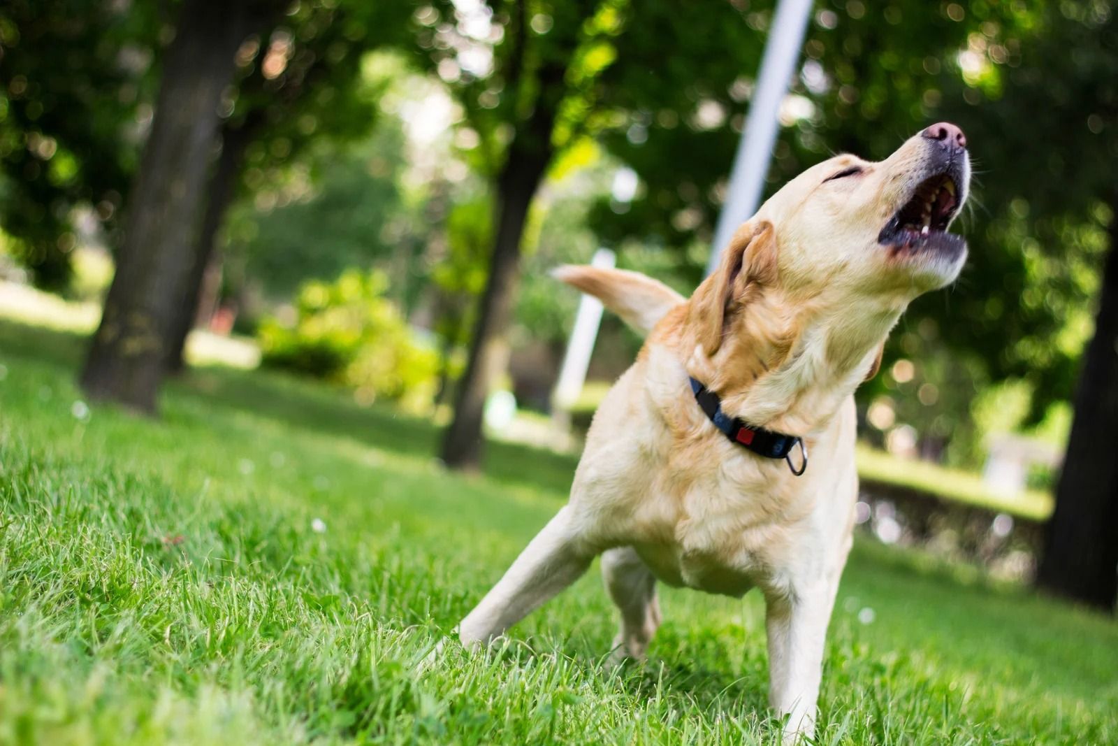 Light-colored dog barking on grass in a sunny park