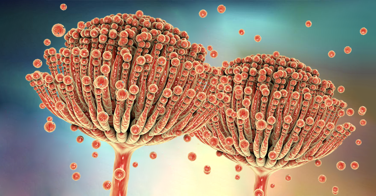 Micotoxinas Entenda Sobre O Assunto 0913