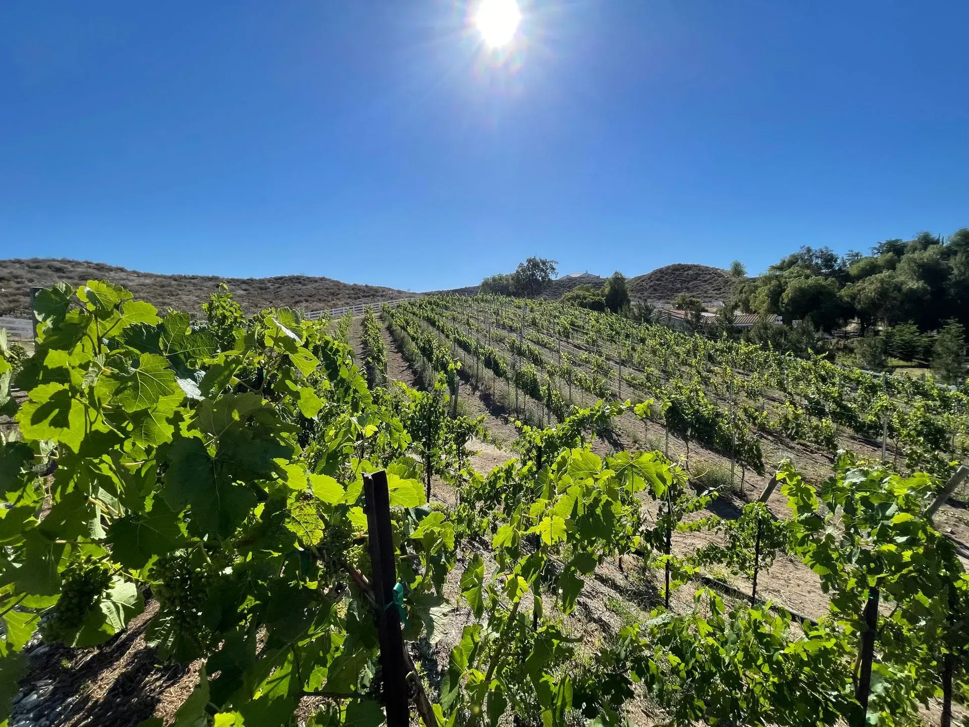 A vineyard with the sun shining through the leaves