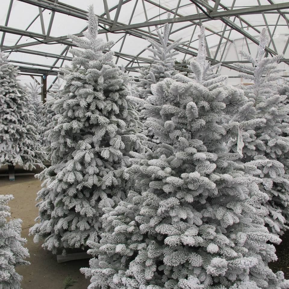Floral Display Gresham, OR Deep Creek Garden Center