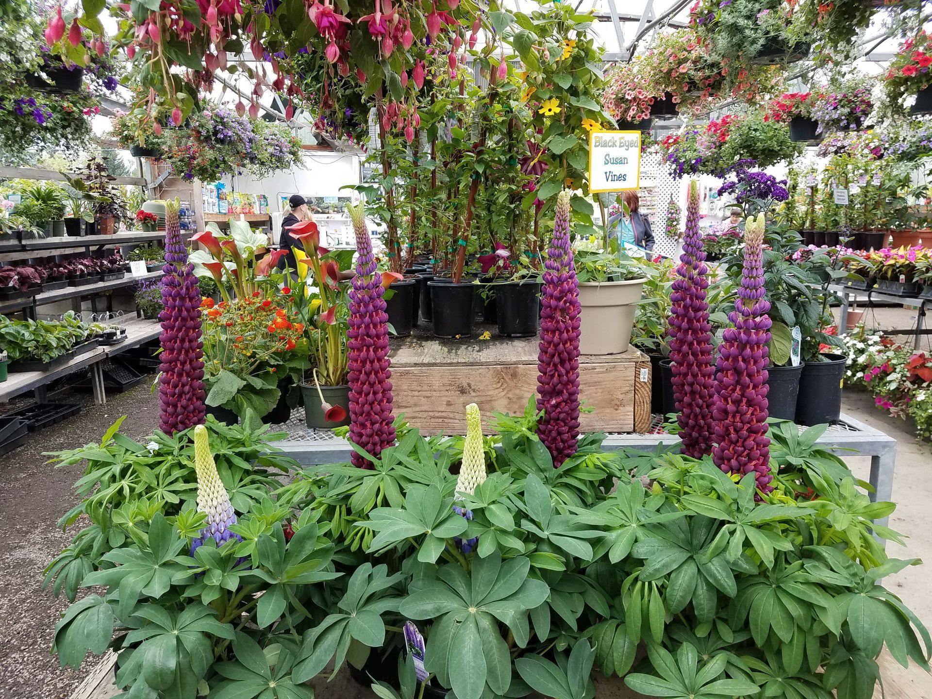 Plants & Trees Deep Creek Tree Farms Gresham, OR