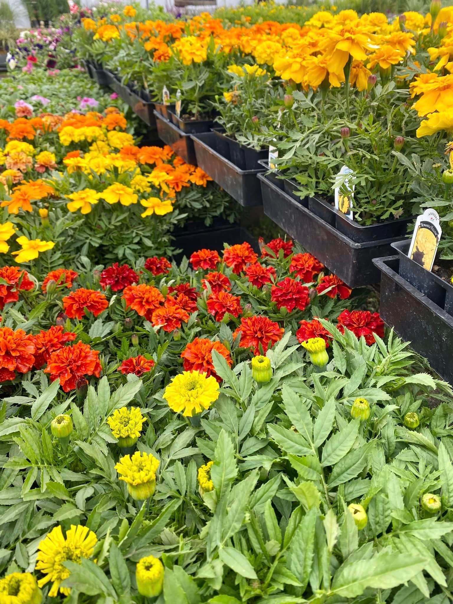 The Marigolds are in full bloom – Gresham, OR - Deep Creek Garden Center