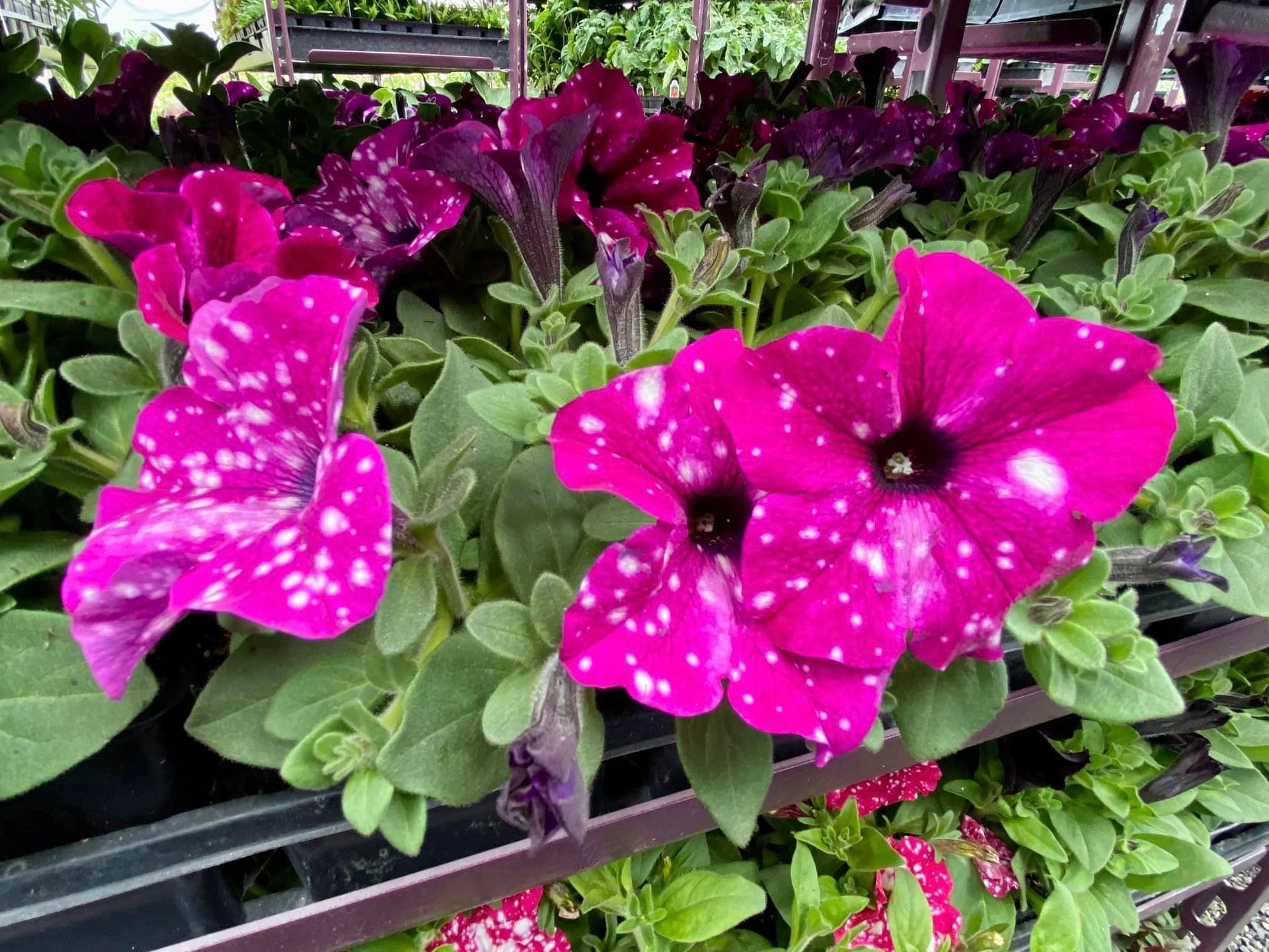 Headliner pink sky Petunia – Gresham, OR - Deep Creek Garden Center