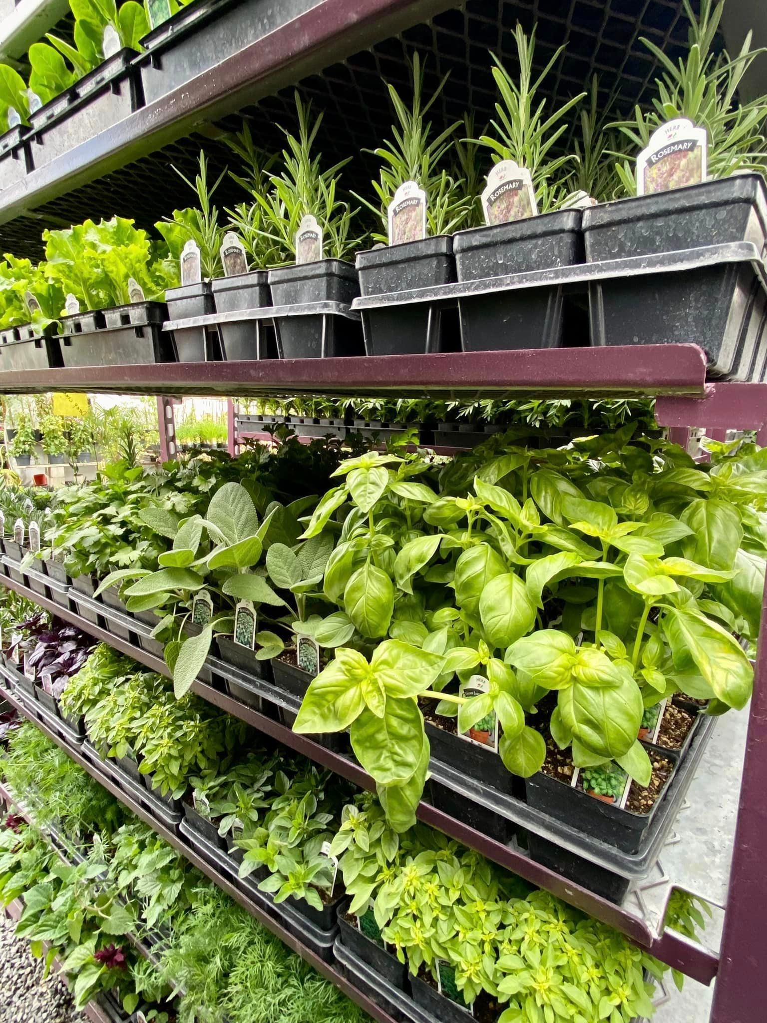 Fresh gorgeous herbs – Gresham, OR - Deep Creek Garden Center