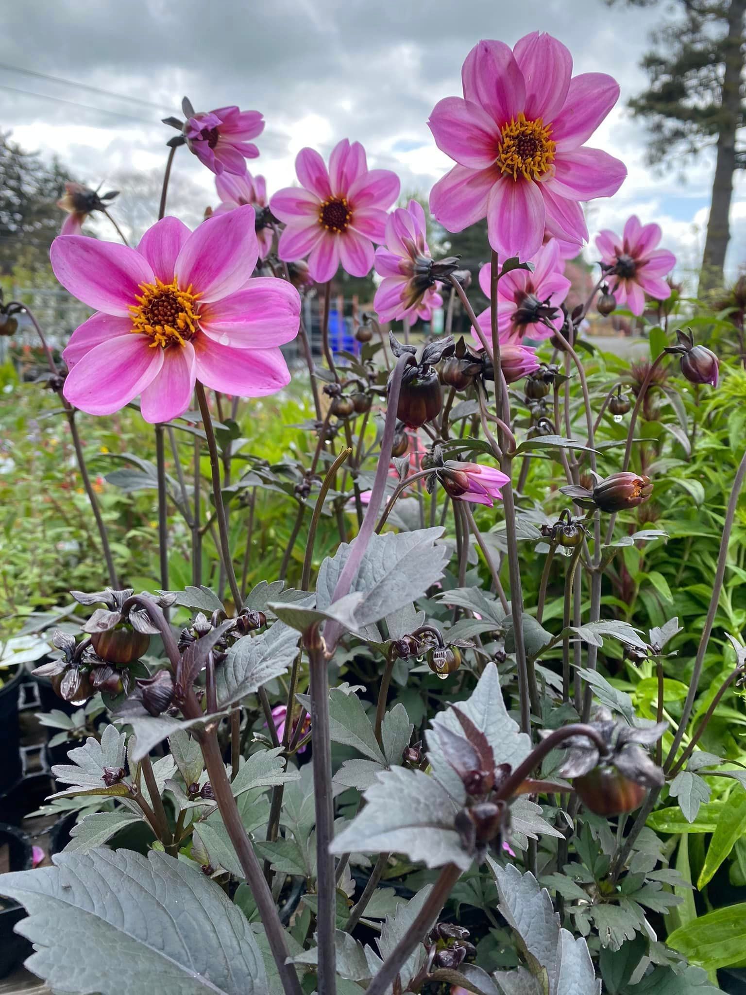 The black Dahlia – Gresham, OR - Deep Creek Garden Center