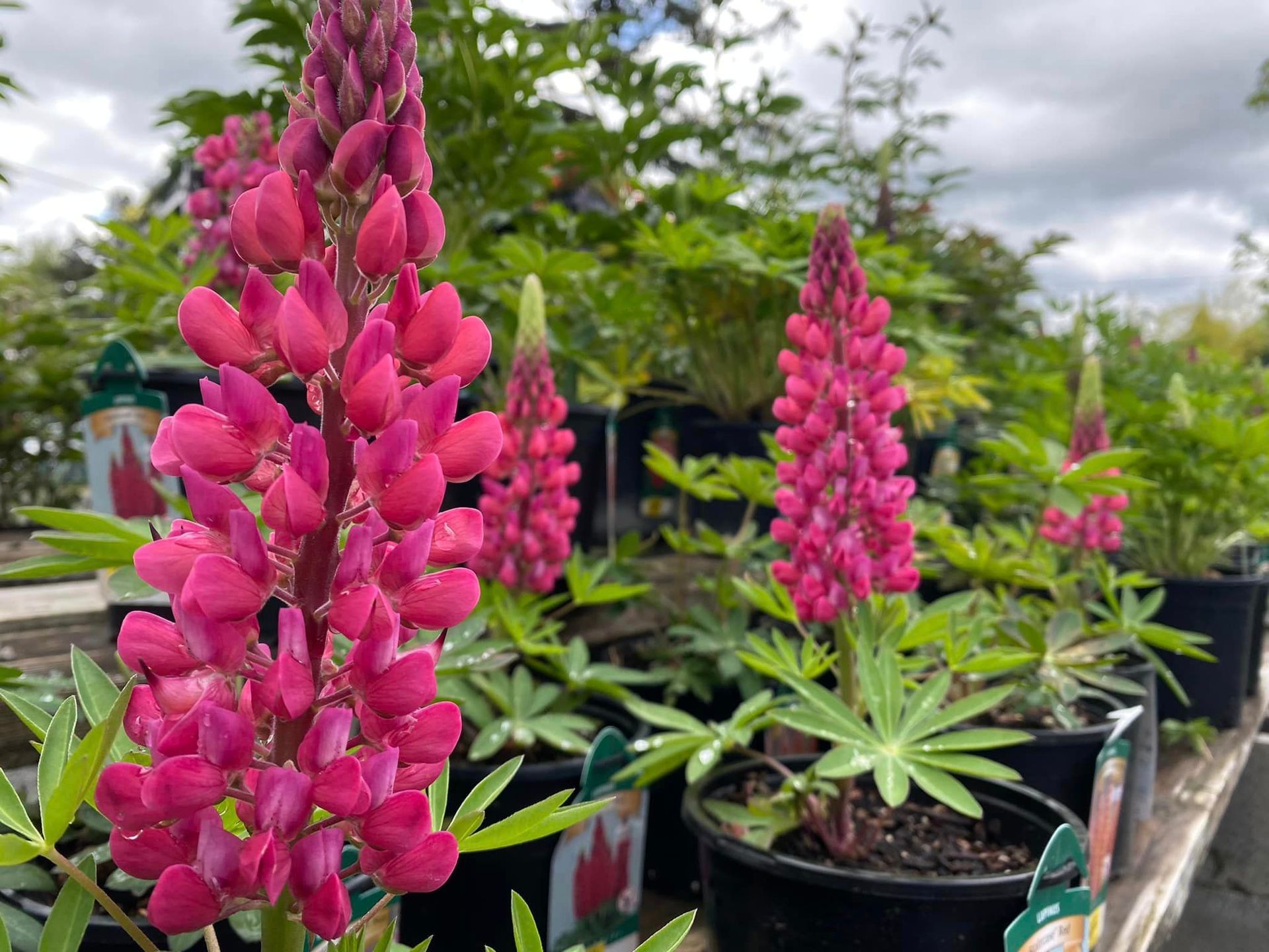 Man spray white accent on a tree – Gresham, OR - Deep Creek Garden Center