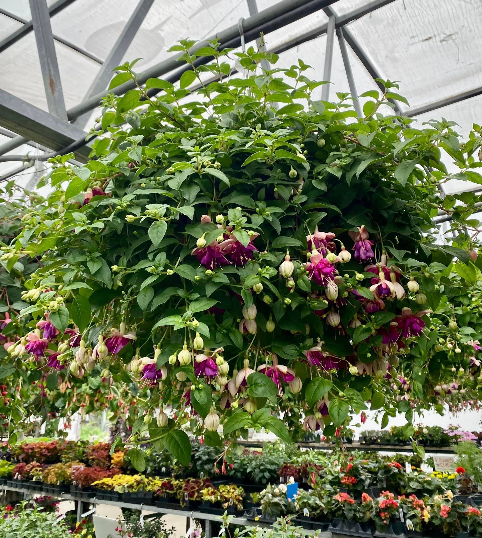 The Fuchsias are breath taking this year – Gresham, OR - Deep Creek Garden Center