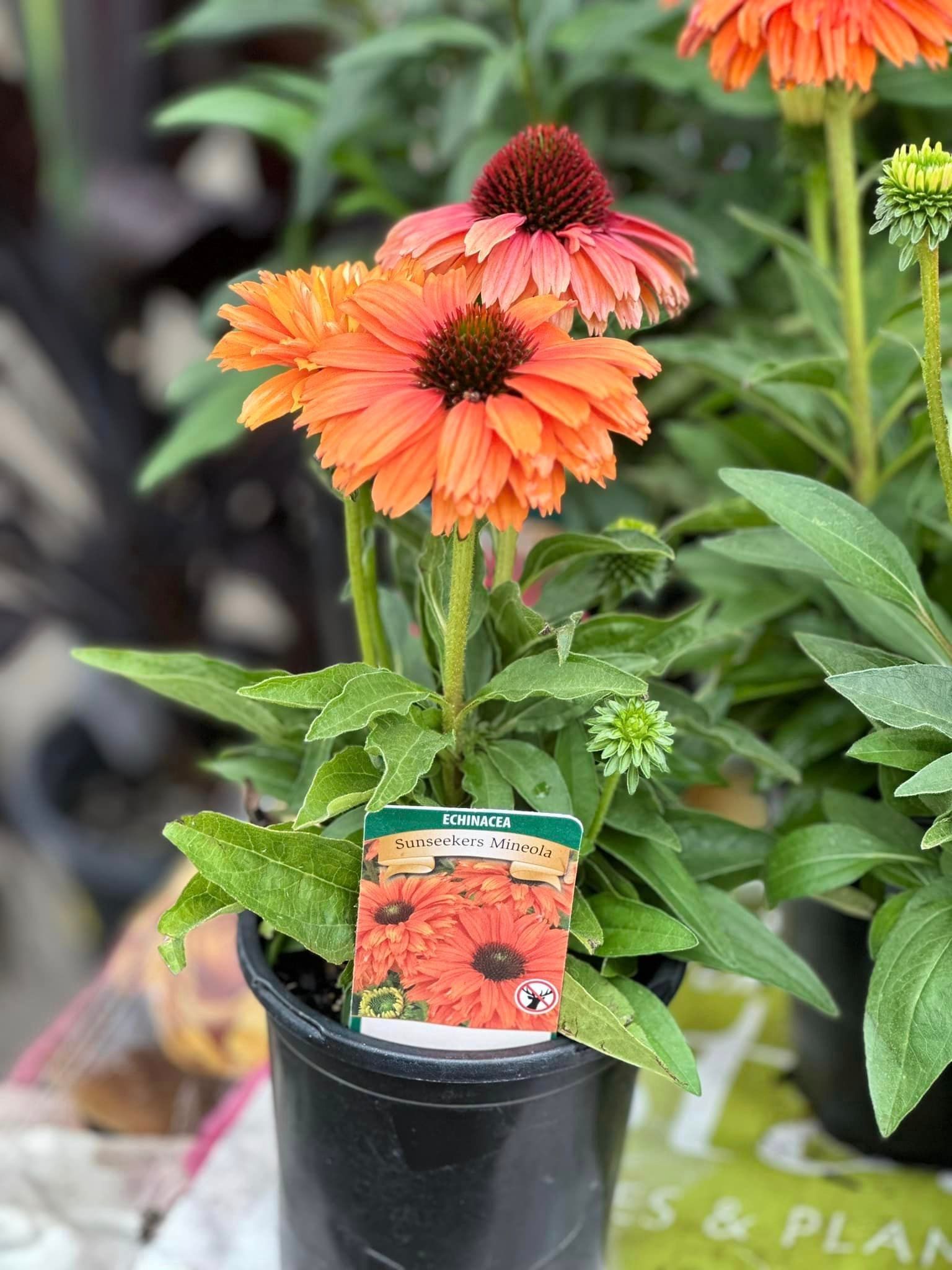 Echinacea – Gresham, OR - Deep Creek Garden Center