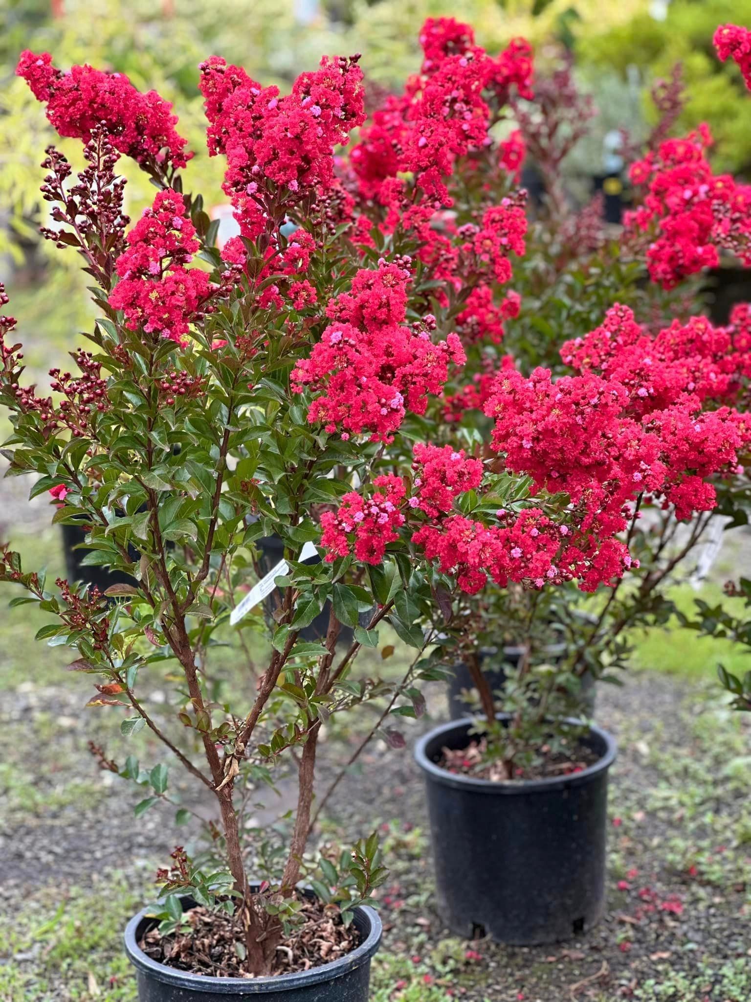 Red flowering Crape Myrtle – Gresham, OR - Deep Creek Garden Center