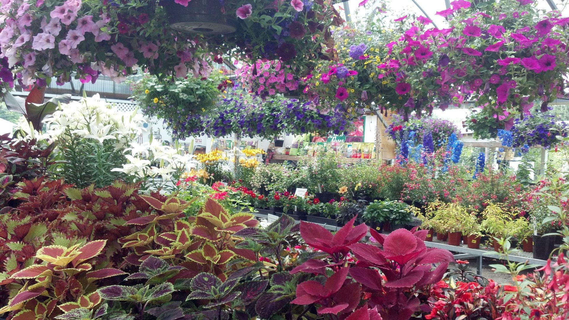 Colorful plants – Gresham, OR - Deep Creek Garden Center