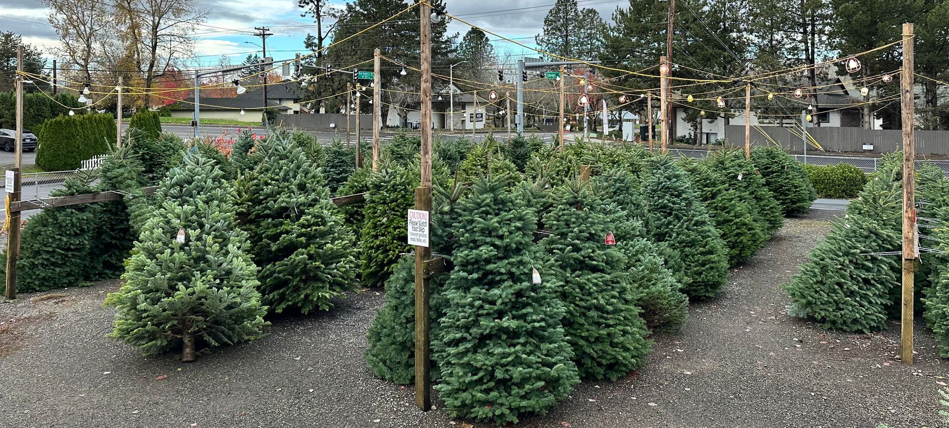 Rows of potted evergreen shrubs in a garden center, with gravel paths and a fence in the background