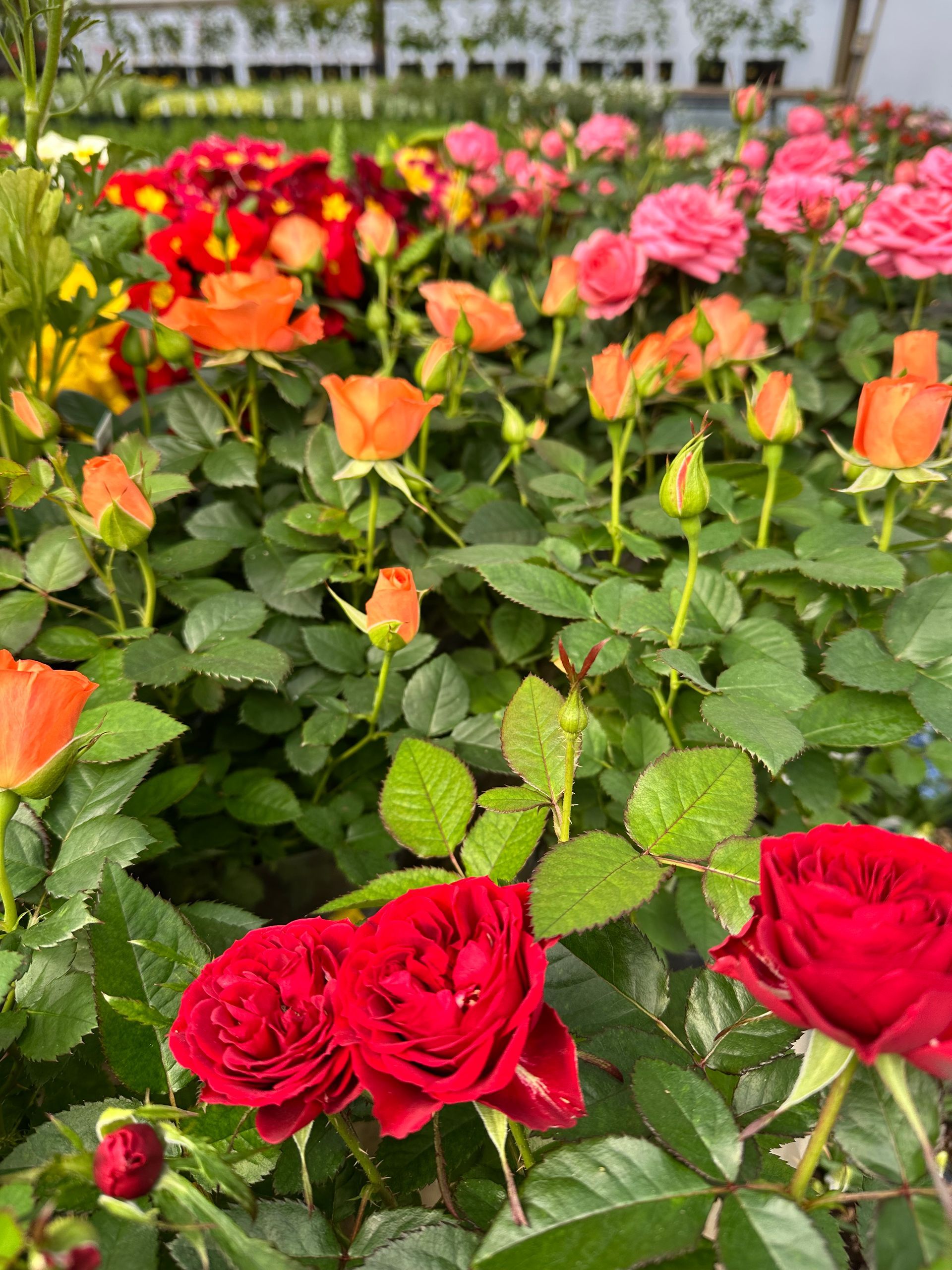 Woman chooses flowers at garden plant nursery store. Woman chooses flowers at garden plant nursery store.