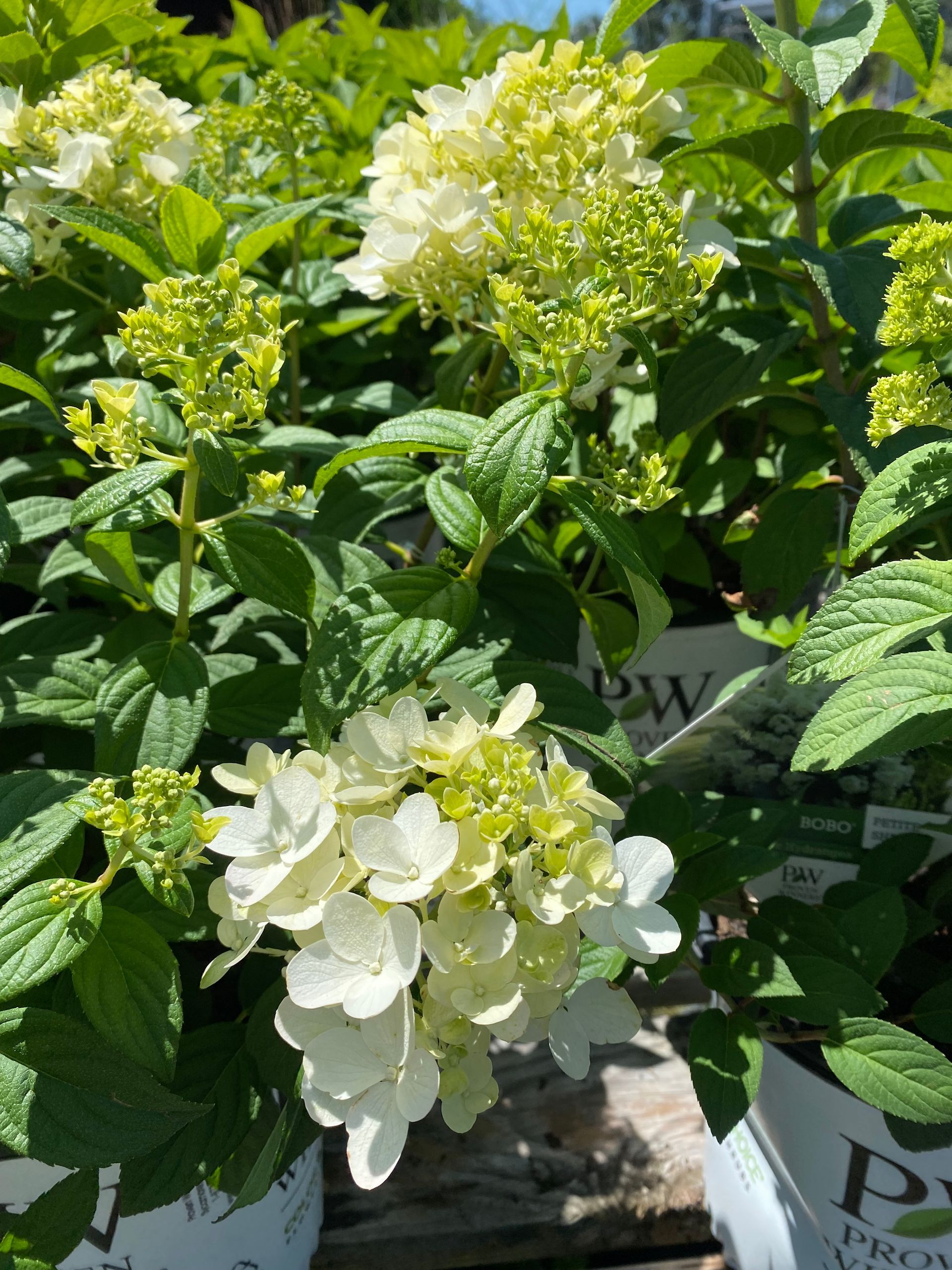 White hydrangea blooms in a garden bed among green leaves in bright sunlight