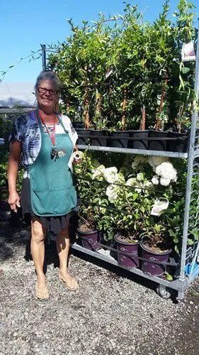 Pieris Passion – Gresham, OR - Deep Creek Garden Center