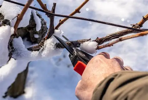 Hand using pruning shears to cut snow-covered grapevines in a winter vineyard