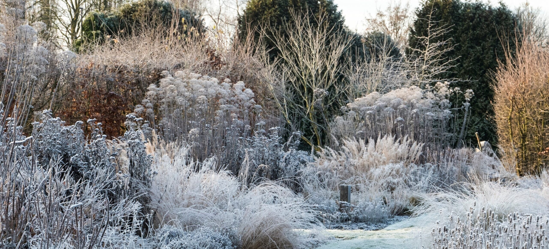 Frost-covered shrubs and trees in a snowy winter landscape under soft light