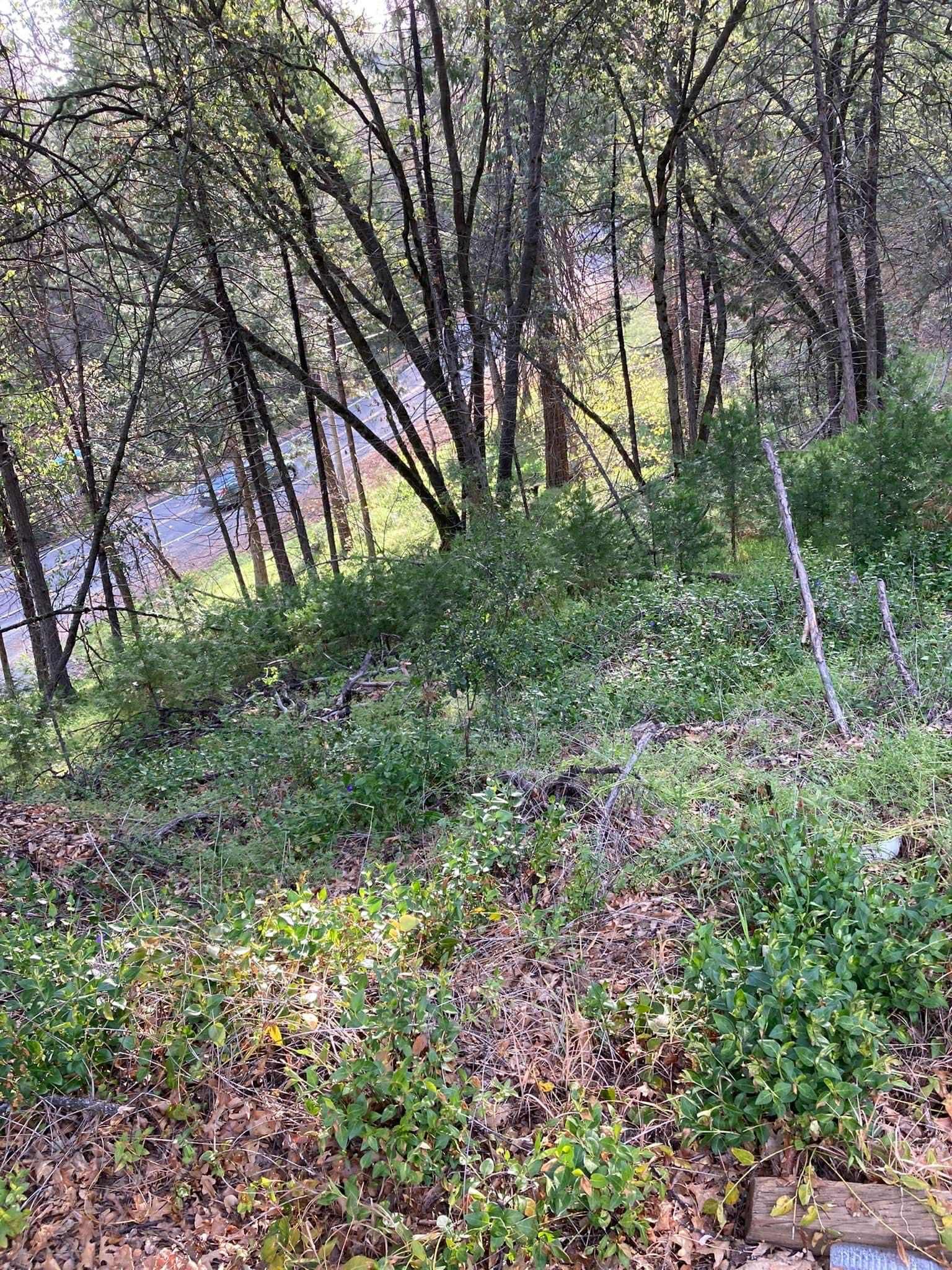 Trees and greenery on a hillside, with a road visible in the background.
