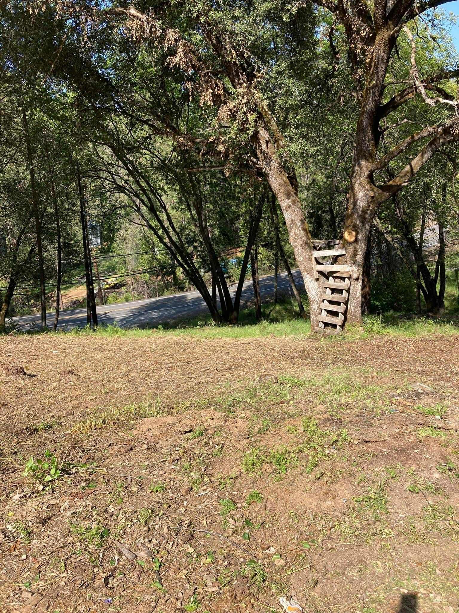 A wooden ladder attached to a tree trunk in a grassy area, surrounded by trees.
