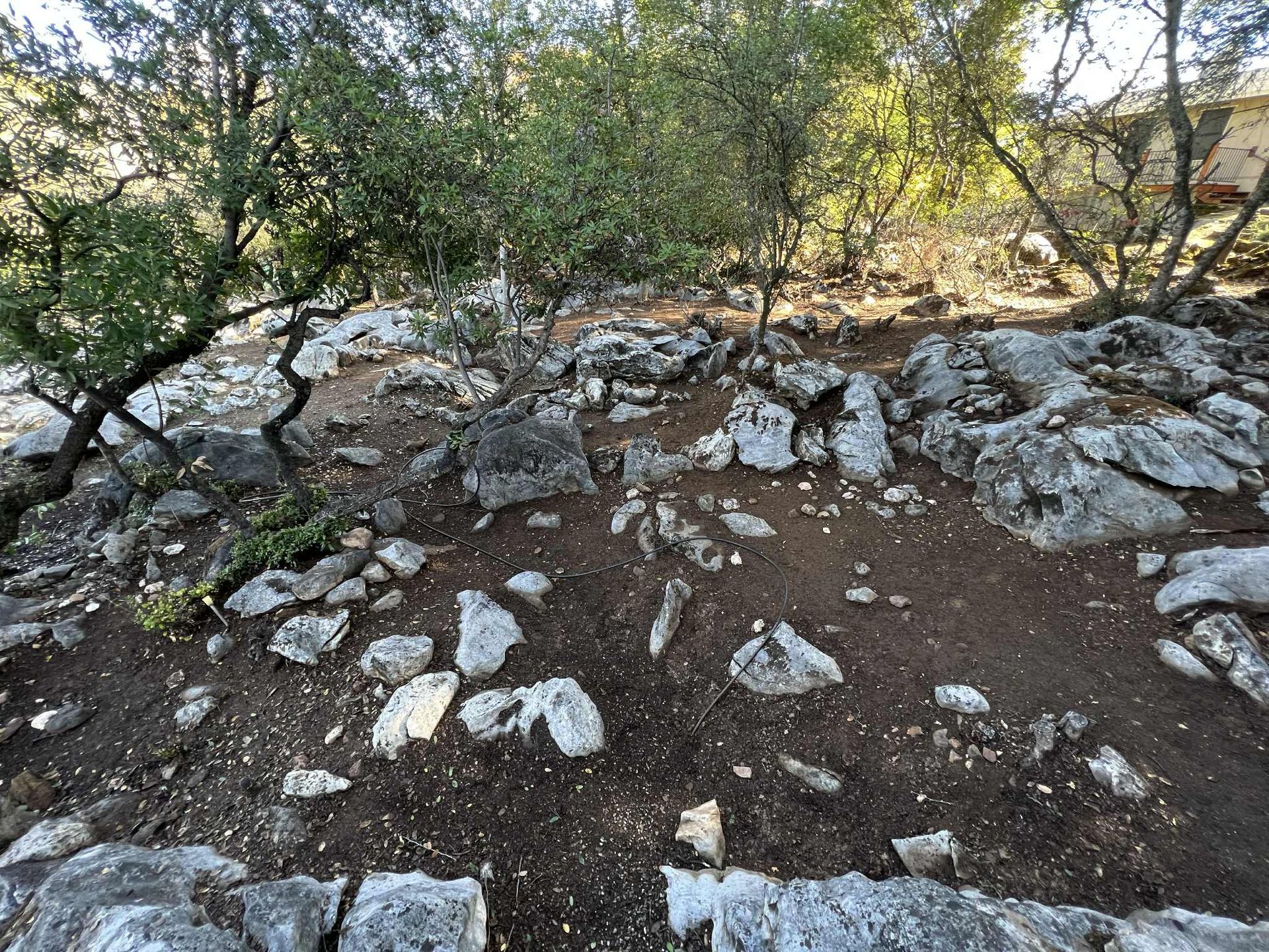 Rocky, dirt ground with small trees and bushes; the sun shines through the branches.