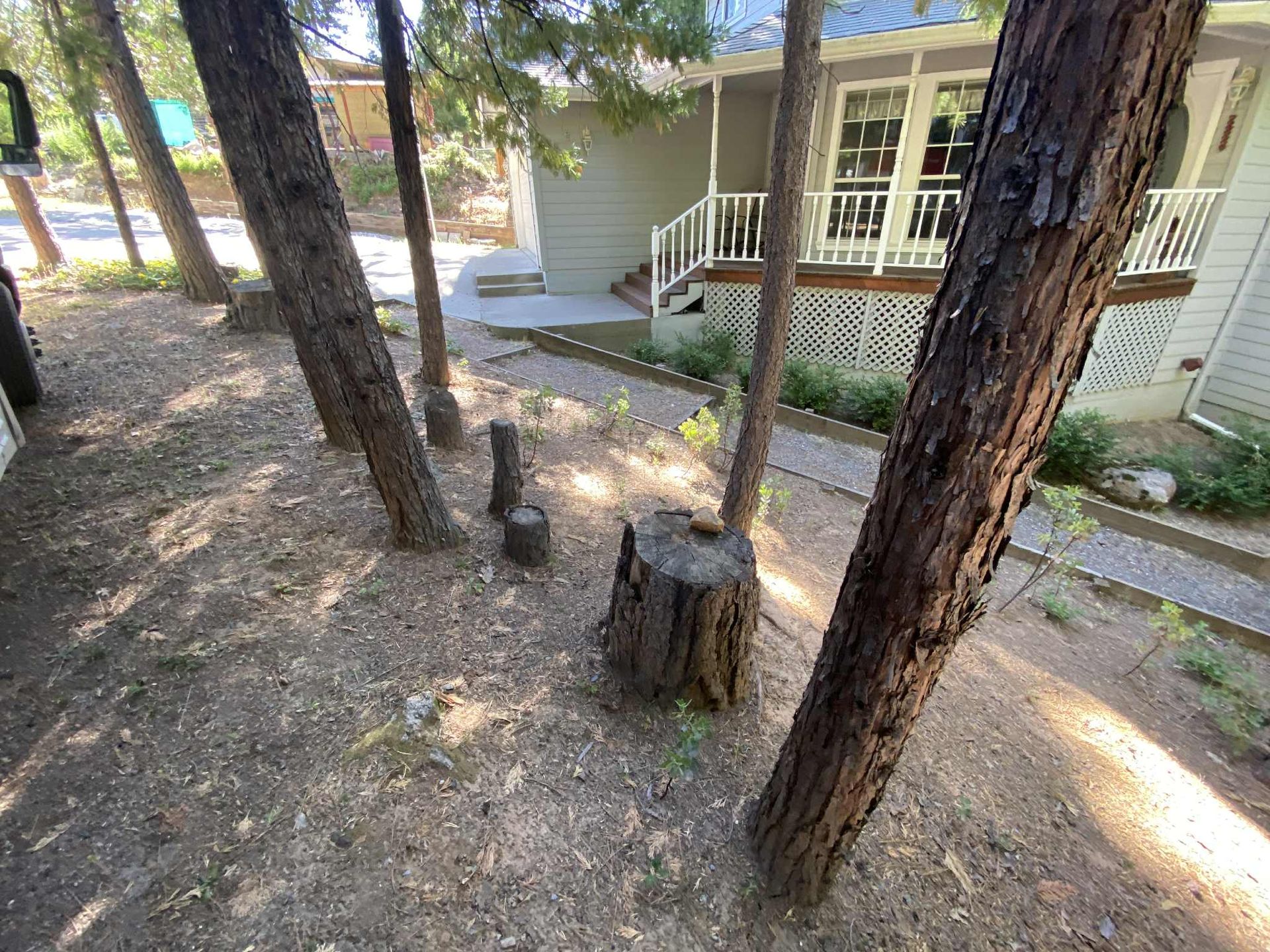 View of a house's yard with several tree stumps and a pathway. The house is light green.