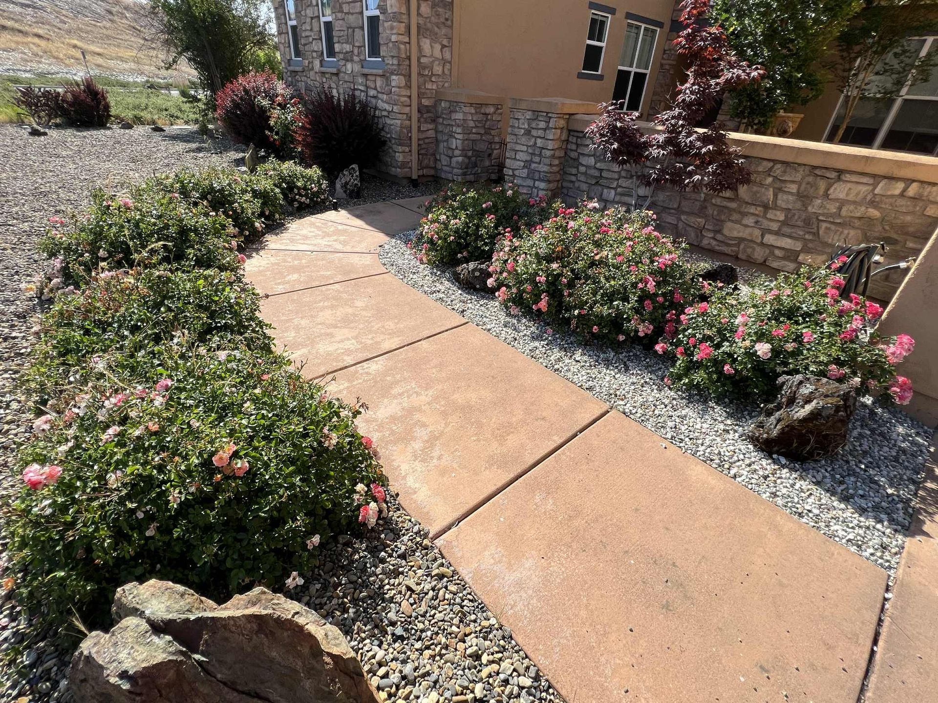 Concrete pathway lined with flowering bushes and rock edging, leading towards a home.