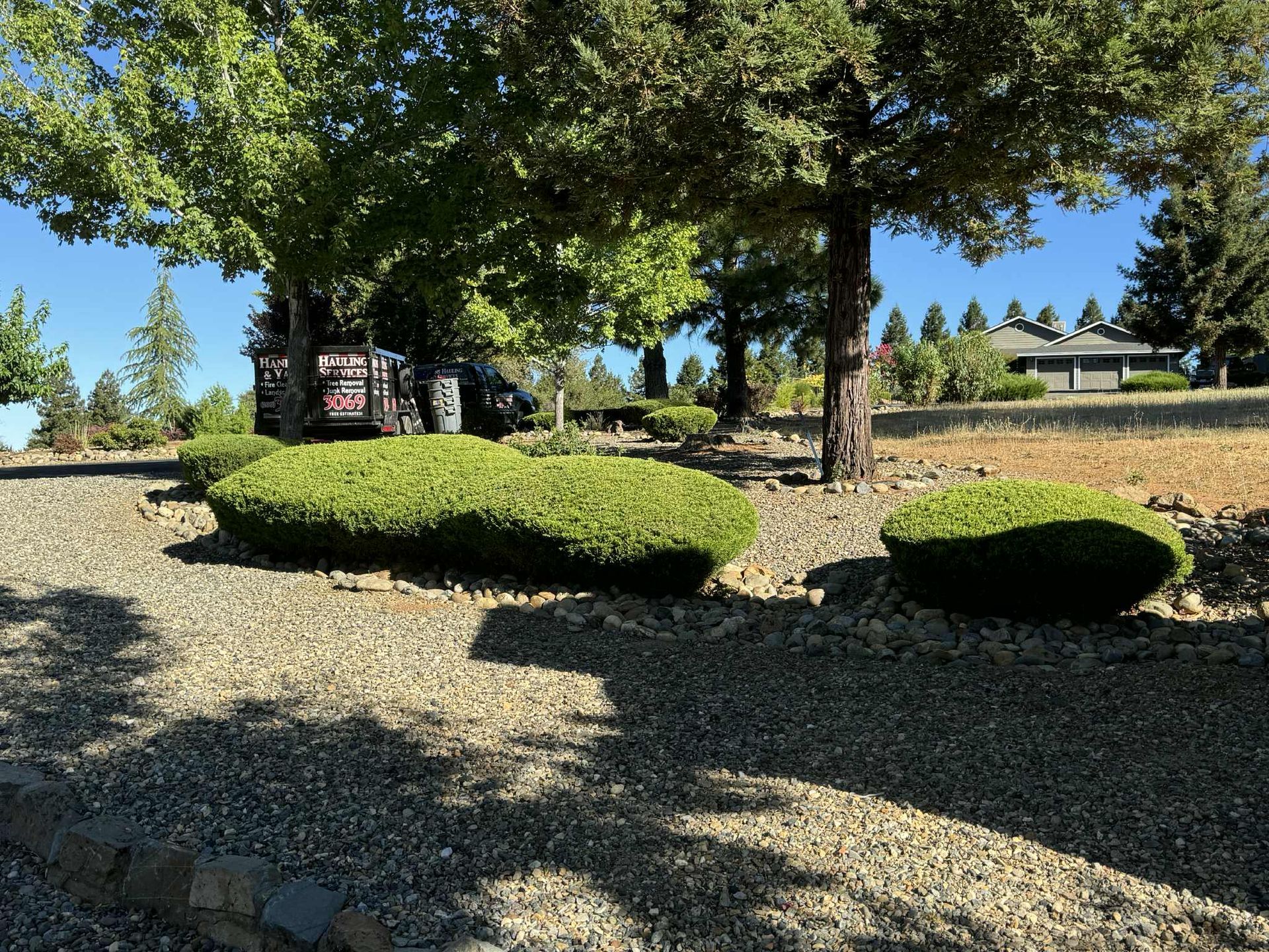 Green bushes on a gravel bed, shadowed by trees, with a house in the background.