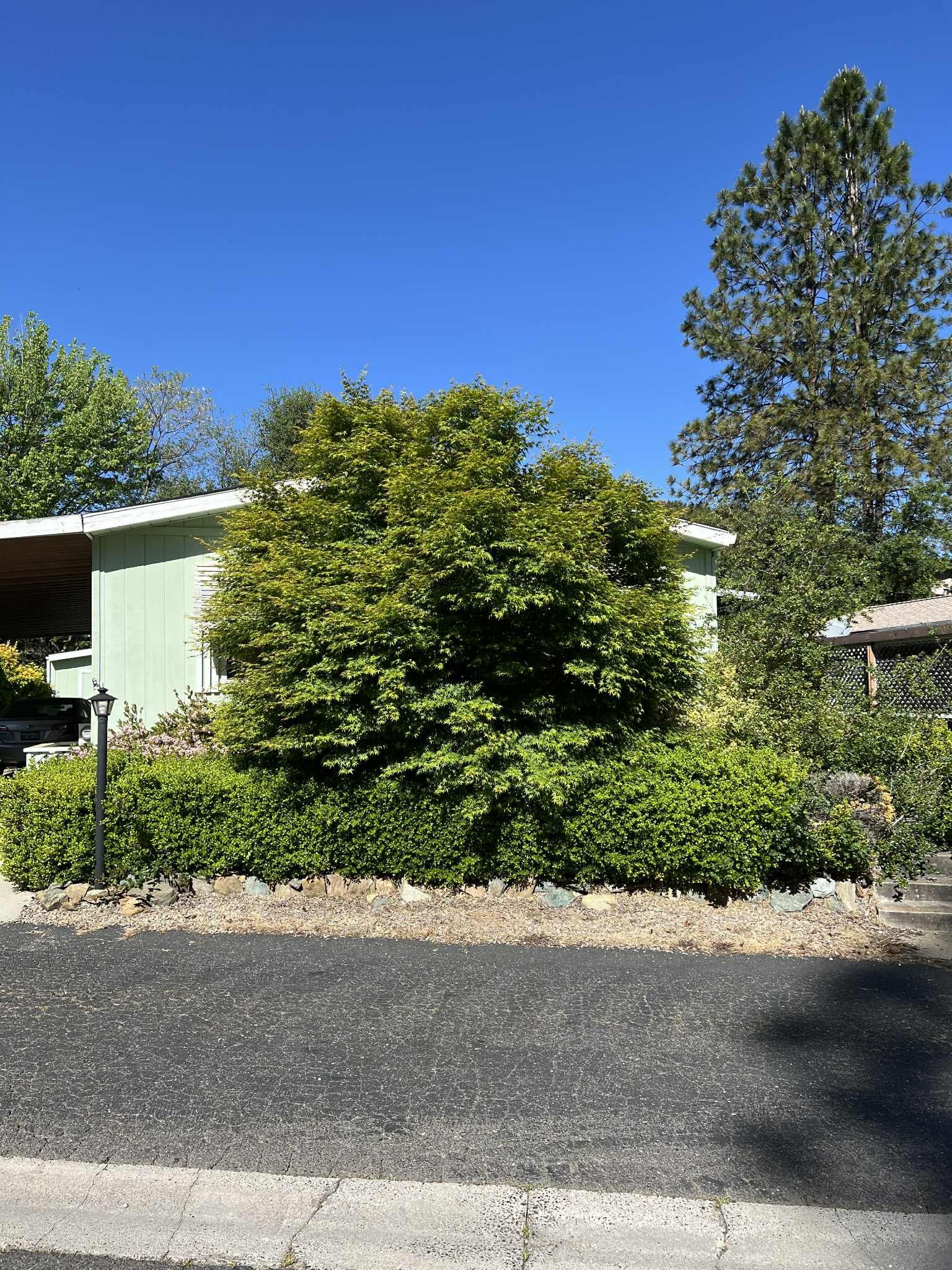 Light green house with a large green bush in front on a sunny day.
