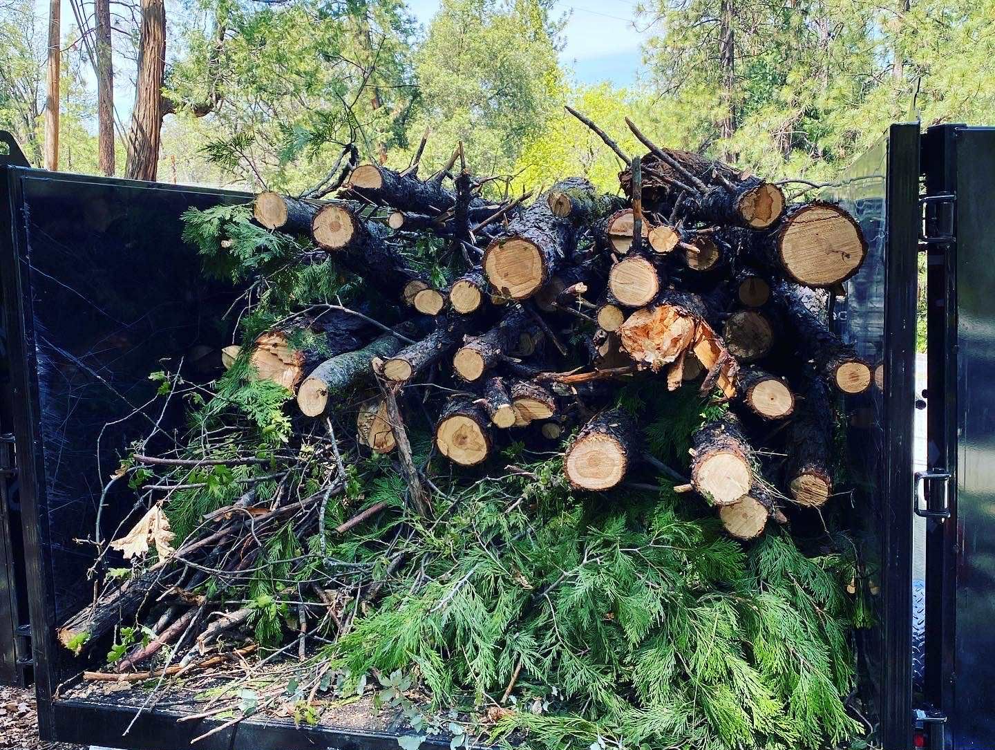 A truck bed filled with cut tree branches and green brush, ready for disposal.