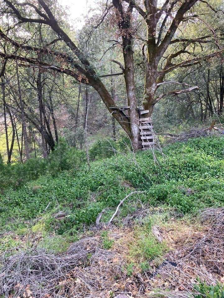 Tree with a wooden platform and ladder built into it, on a grassy hillside in a wooded area.