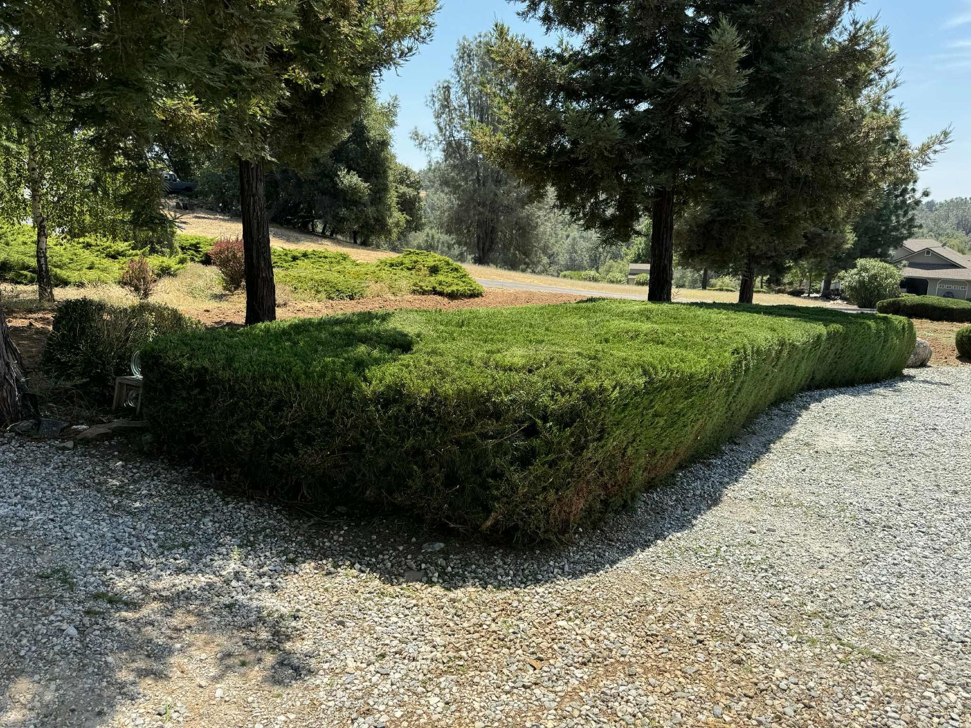 Green manicured hedge in a gravel driveway, with trees and a sunny background.