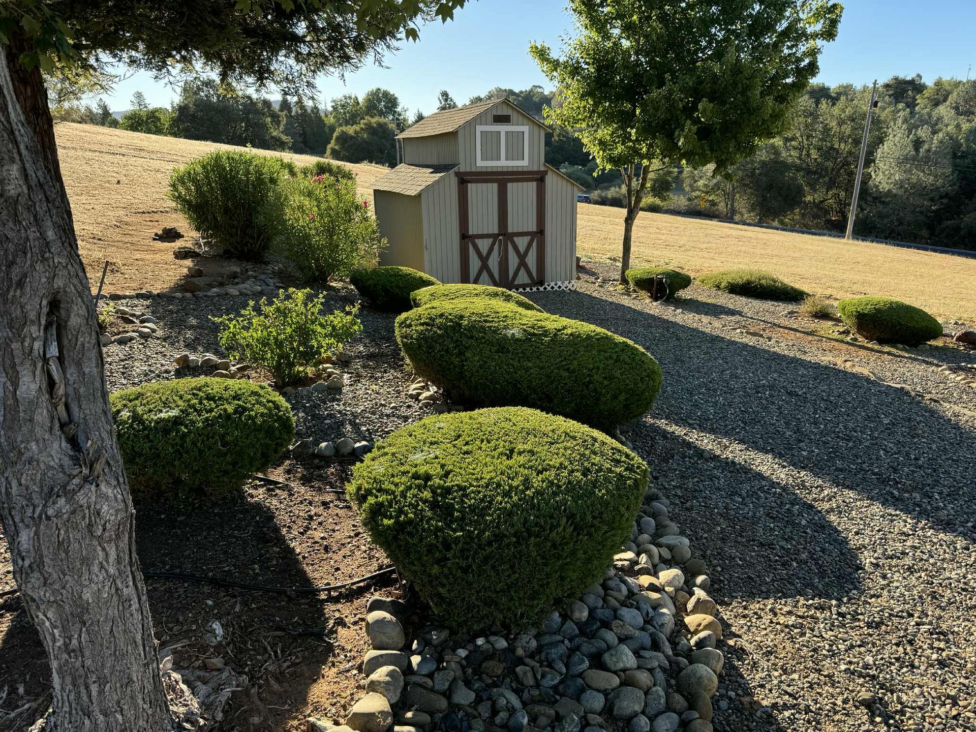 A sunny hillside garden with trimmed bushes, gravel path, and small wooden shed.