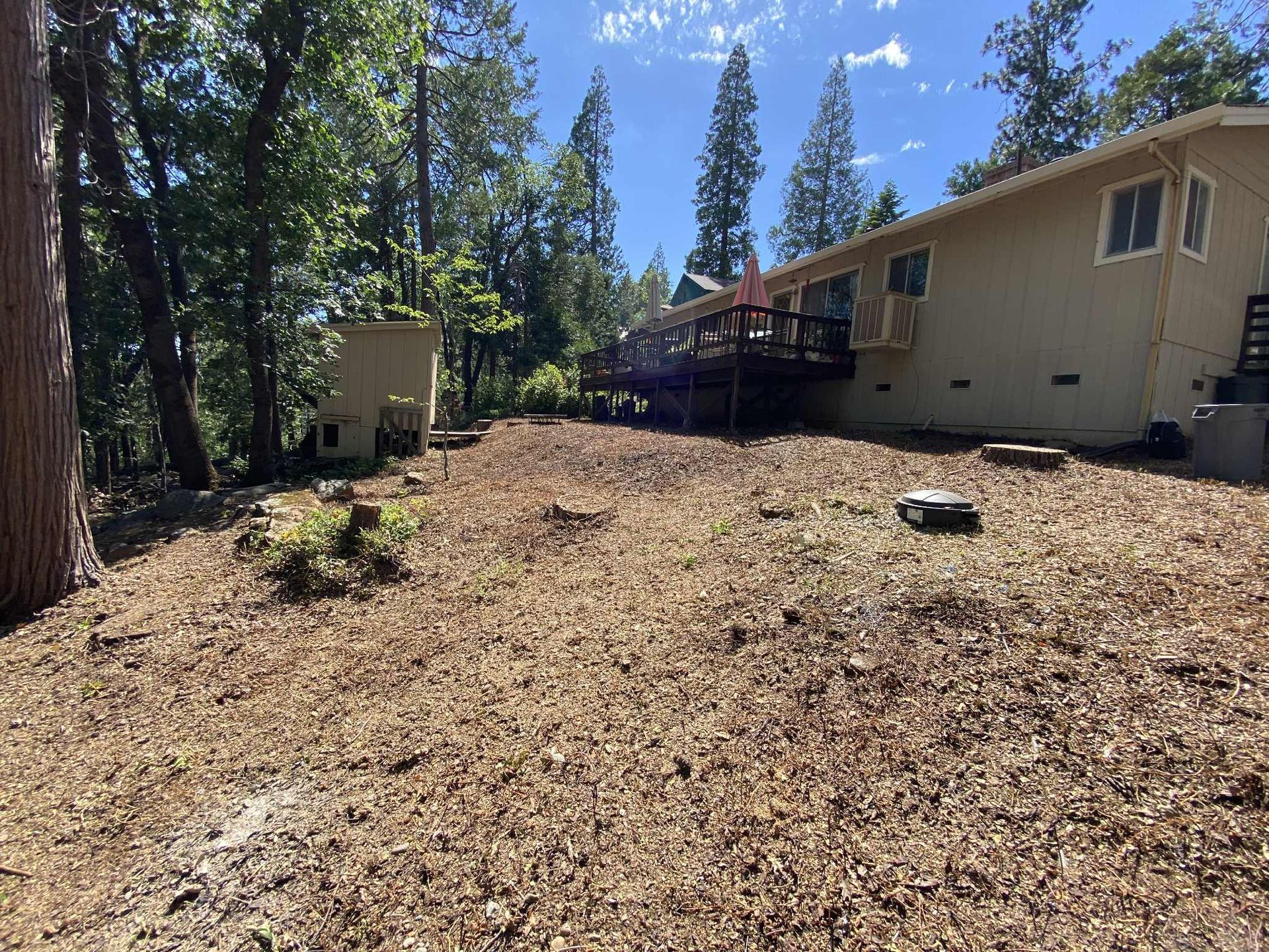 Backyard with a house, a small shed, and wood chips under trees on a sunny day.