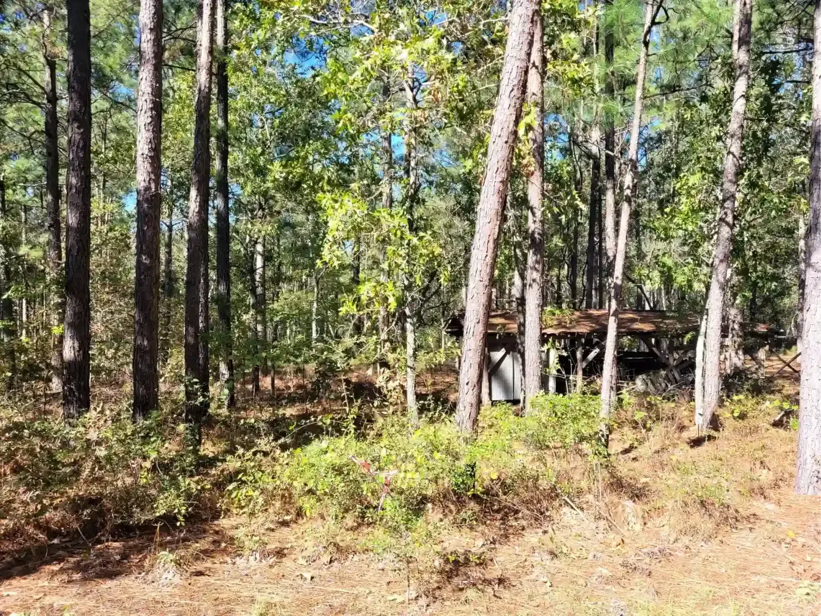 A weathered wooden shelter sits in a sunlit pine forest with scattered leaves and undergrowth on the ground.