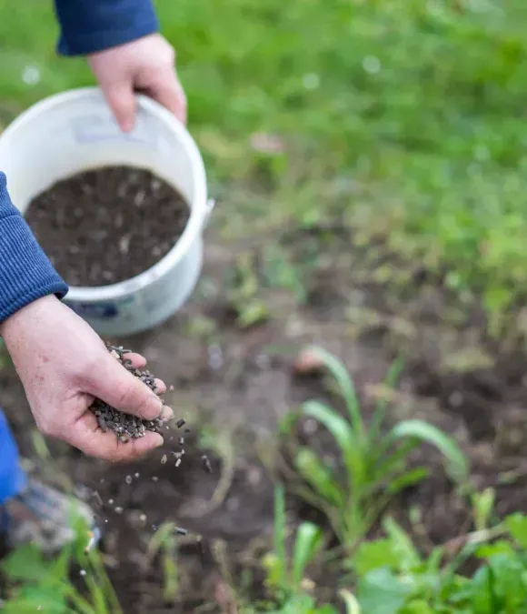 A person in a blue sweater scattering seeds by hand into garden soil from a white bucket.