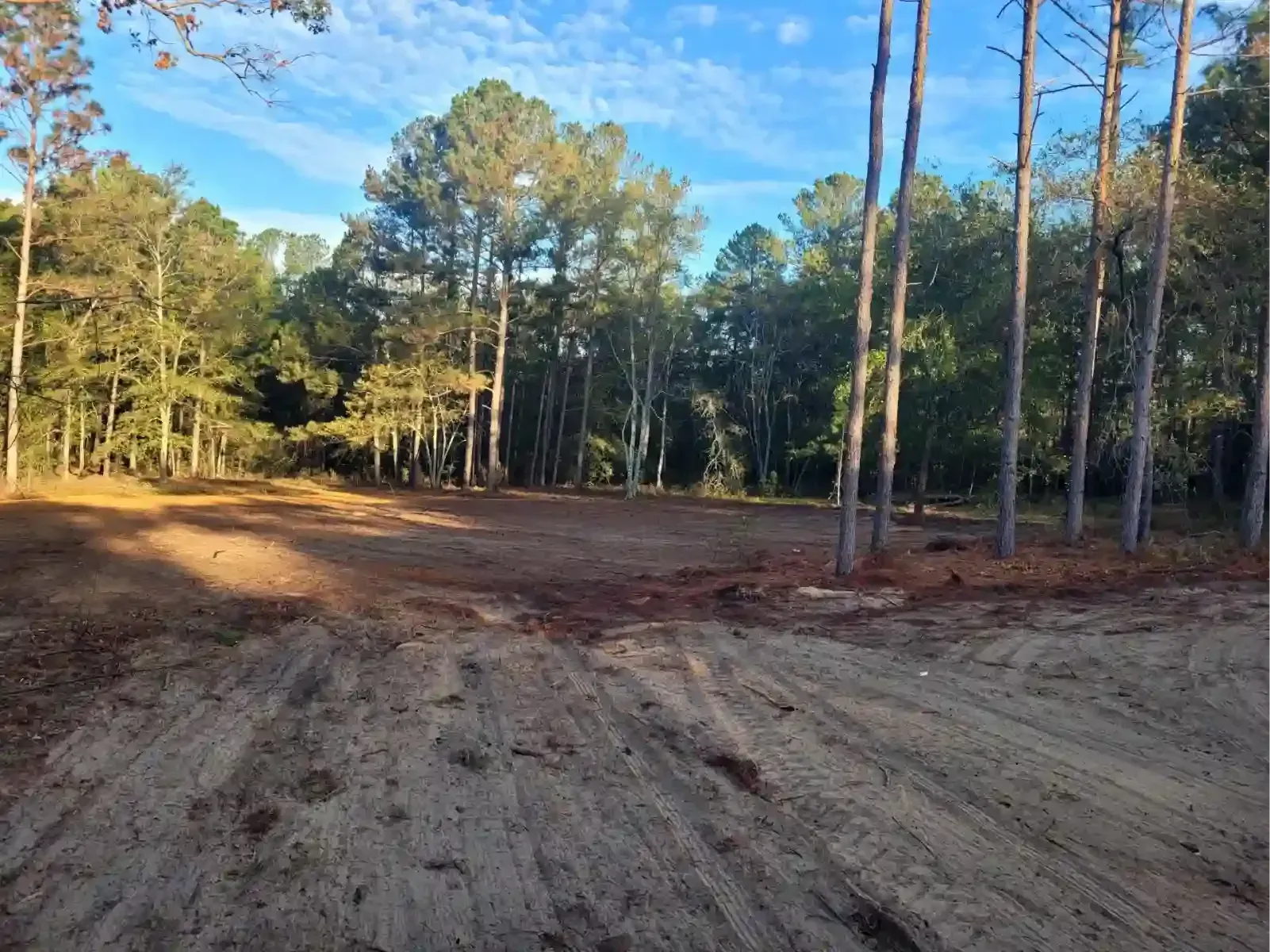 A cleared patch of dirt sits in front of a dense forest of tall pine trees under a bright blue, sunny sky.