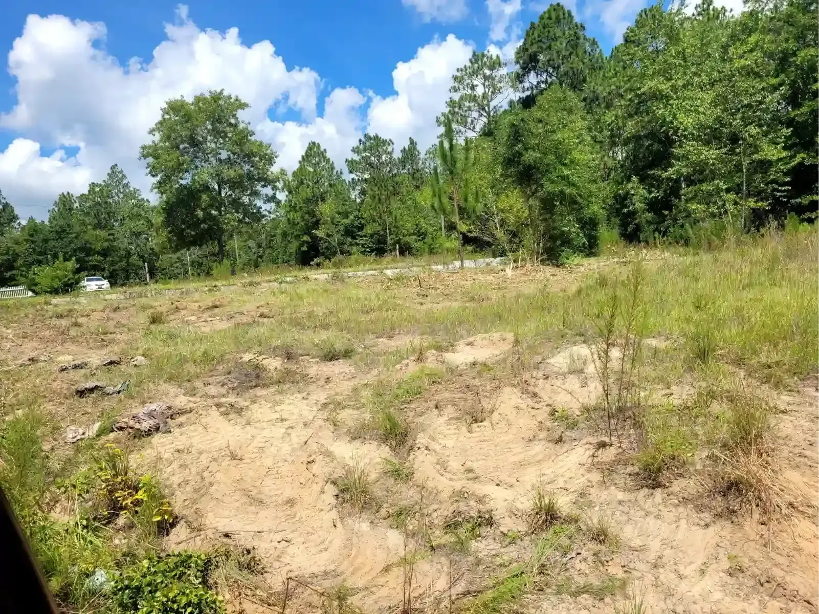 A sunlit, clearing with sandy soil and patchy grass, bordered by dense green trees under a bright blue sky with clouds.