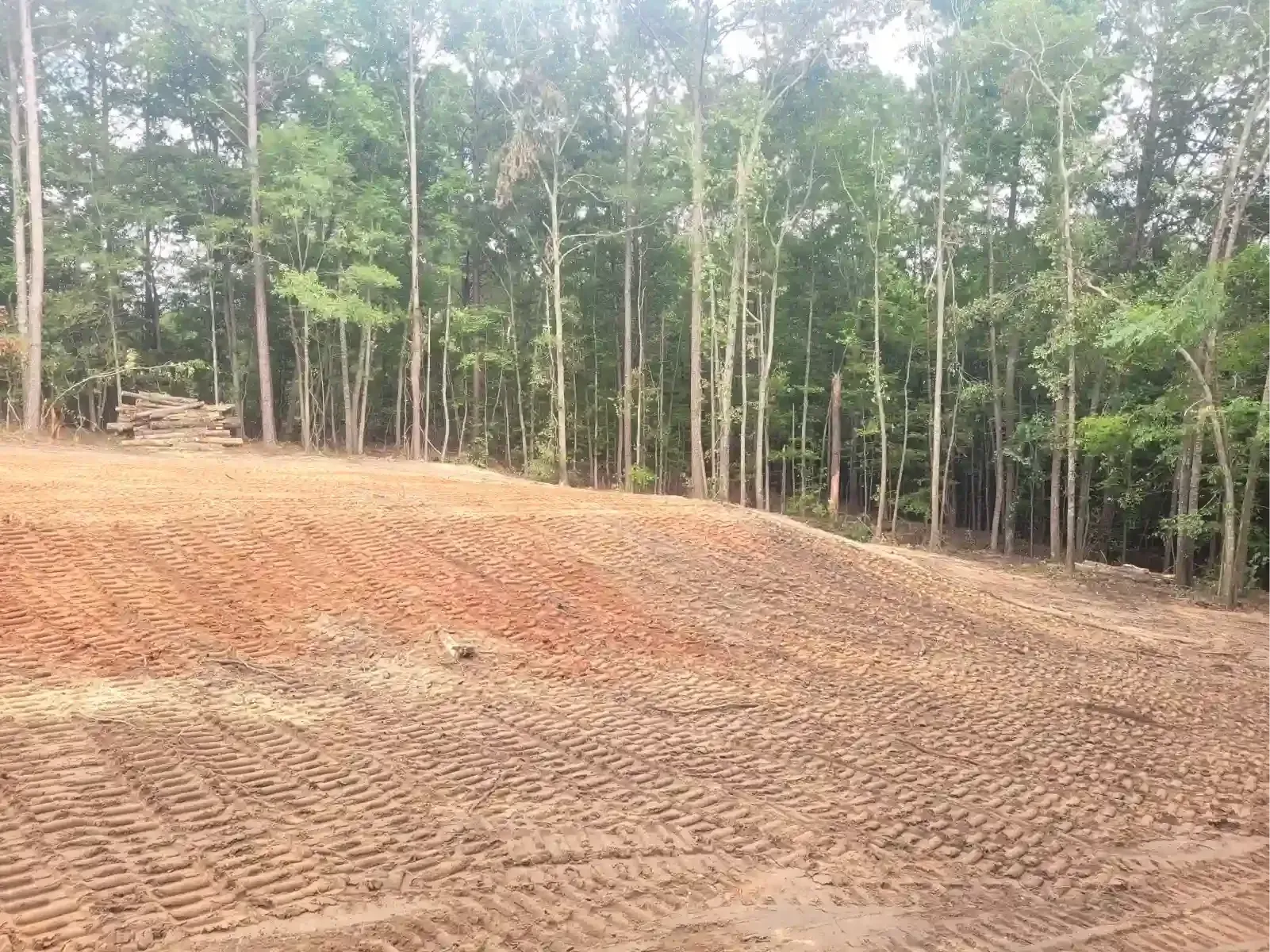 An area of freshly cleared red clay soil with tire tracks in the foreground, bordering a dense forest of pine trees.