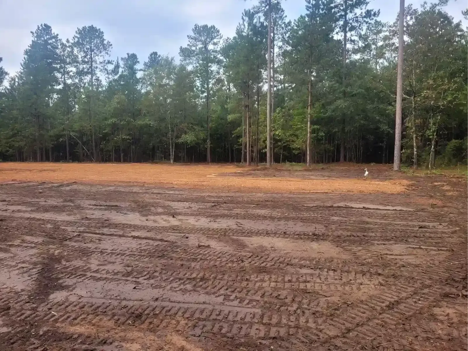 A clearing with muddy tire tracks in the foreground and a line of tall pine trees against a cloudy sky.