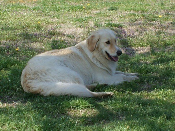 River Country Pet Loss & Cremation Center, LLC. Devoted Friends Pet