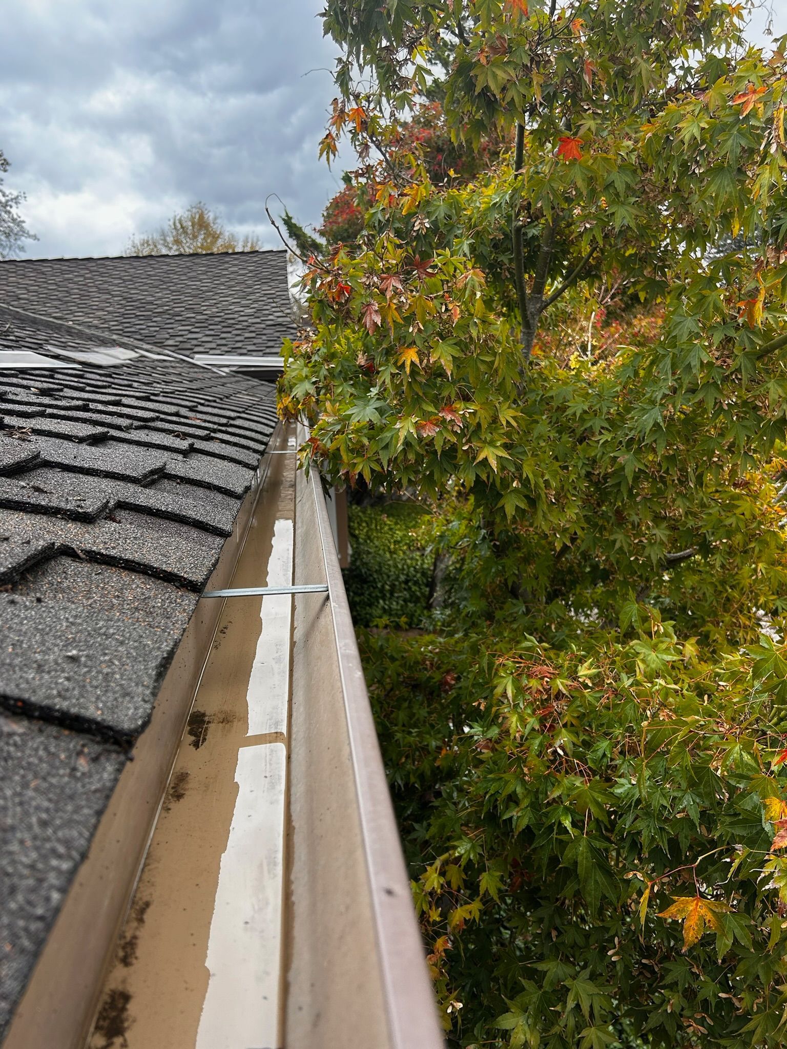 Gutter partially filled with water, next to a roof and tree with green and red leaves. Overcast sky.
