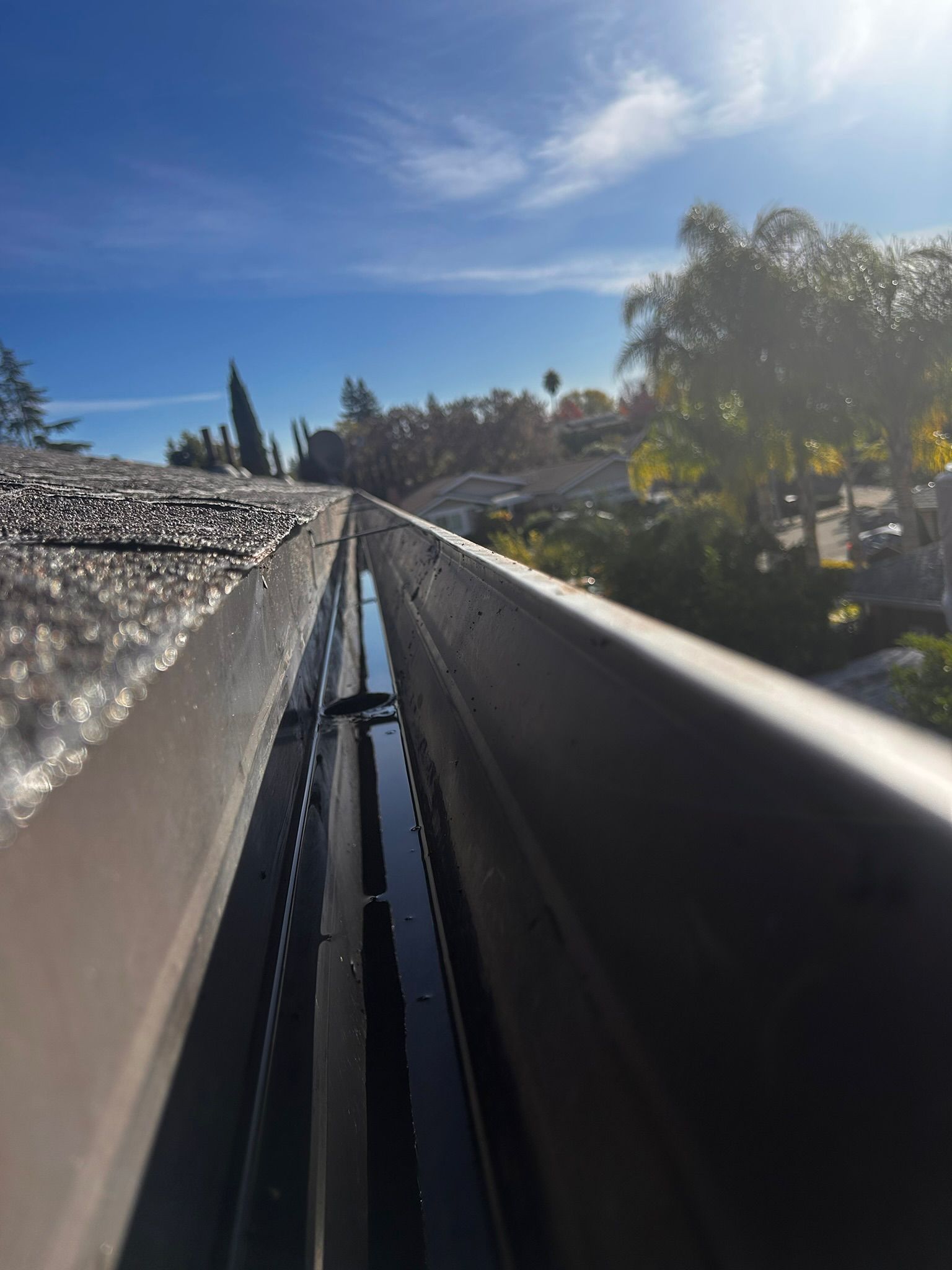 View from a rooftop gutter filled with water and debris; a sunny, outdoor scene with trees and blue sky.