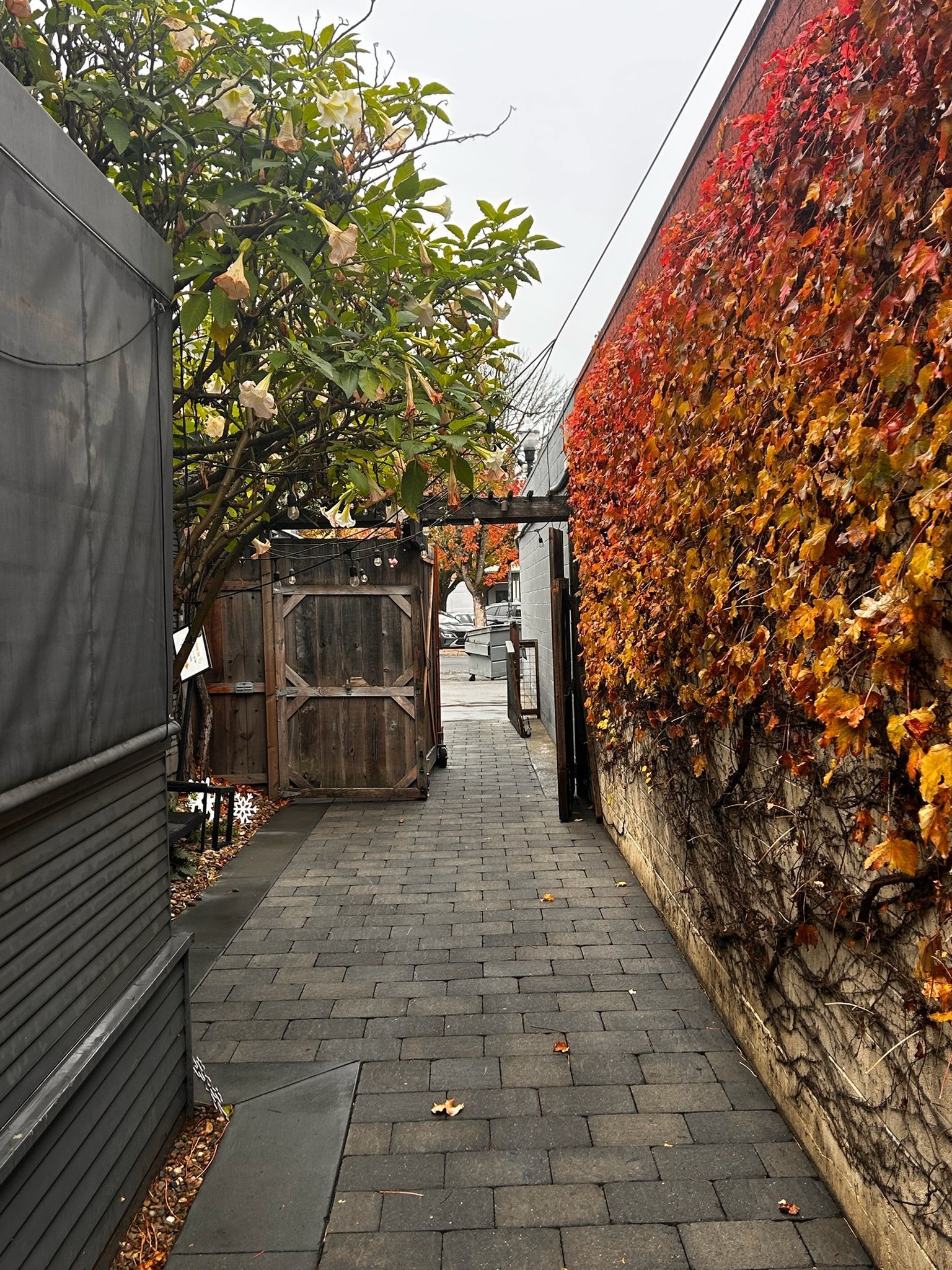 Narrow brick pathway between a dark building and a brick wall covered in red and yellow fall foliage.