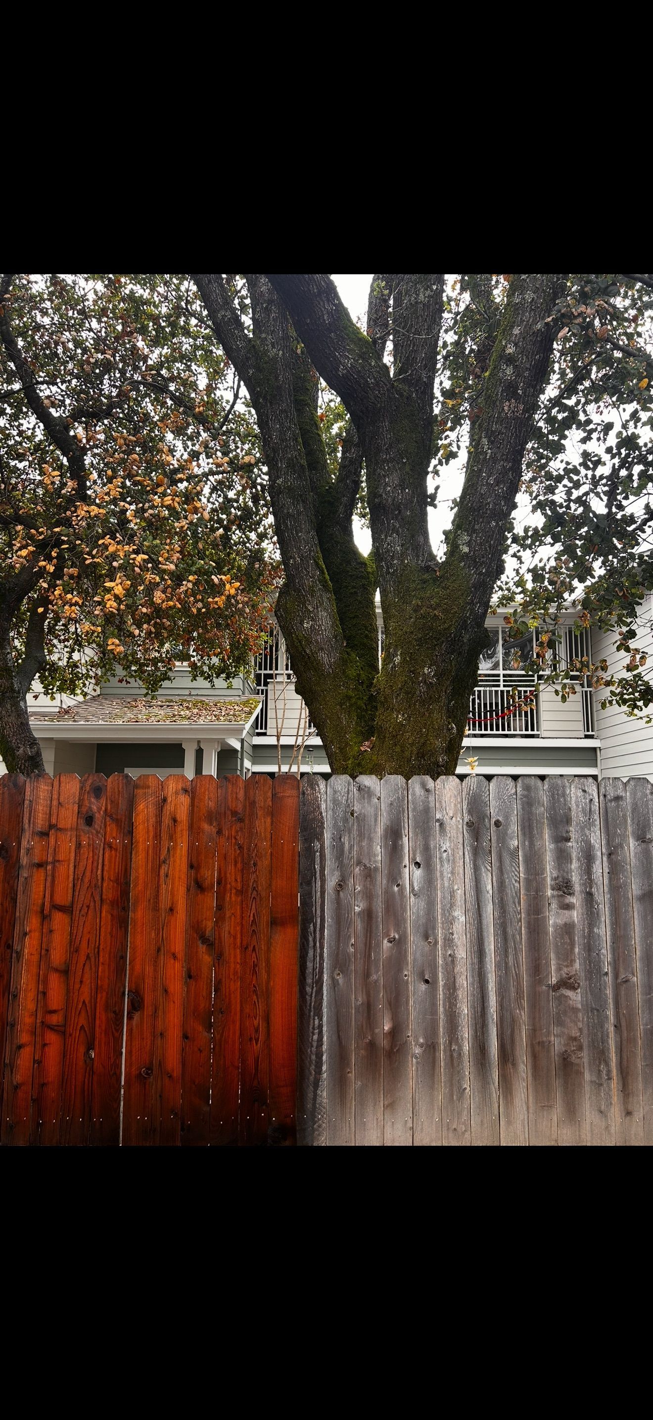 Wooden fence, half stained brown, half weathered gray, in front of a tree and a white house.