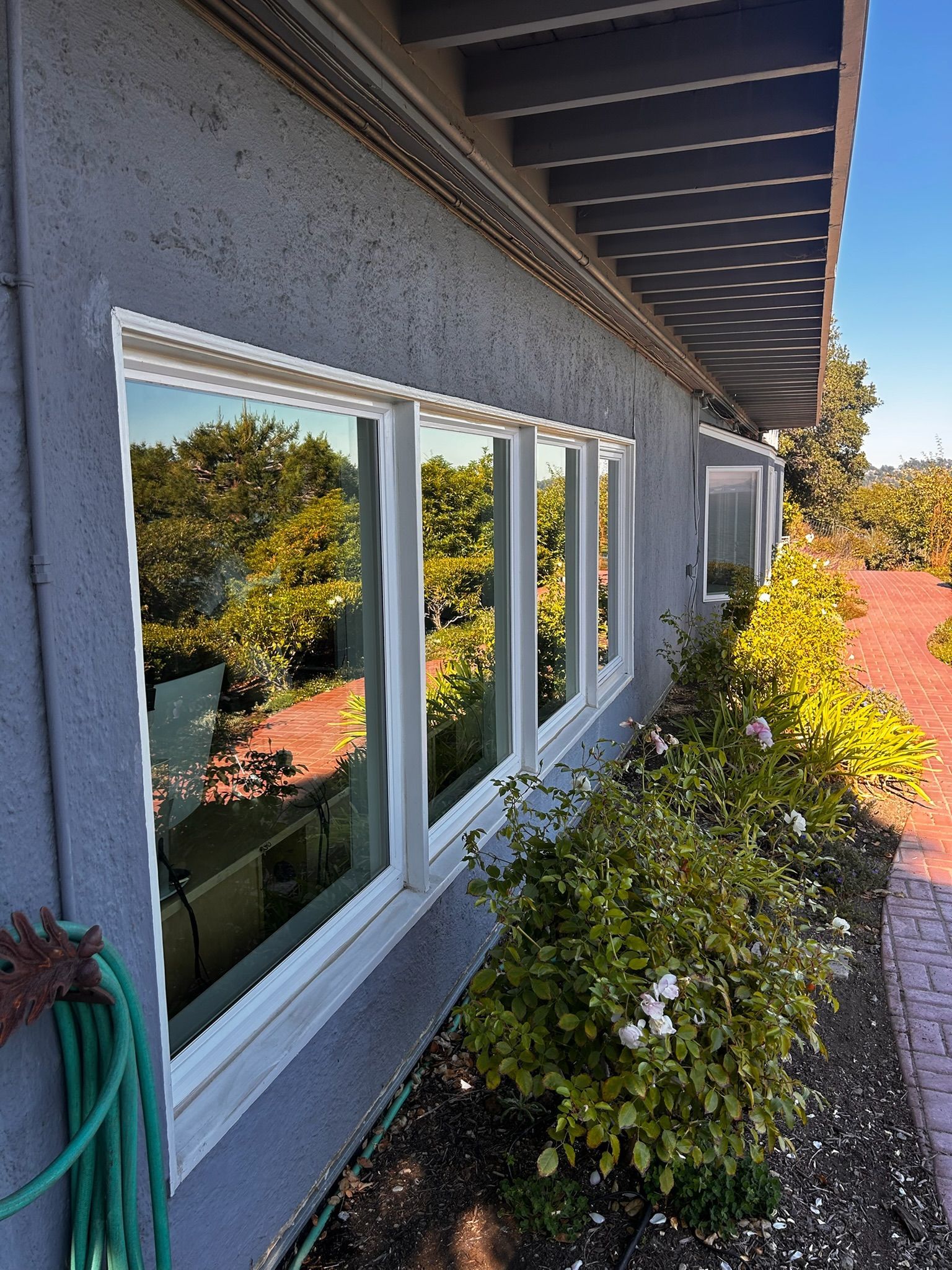 A row of white-framed windows reflects a garden, beside a bush and hose on a gray stucco building.