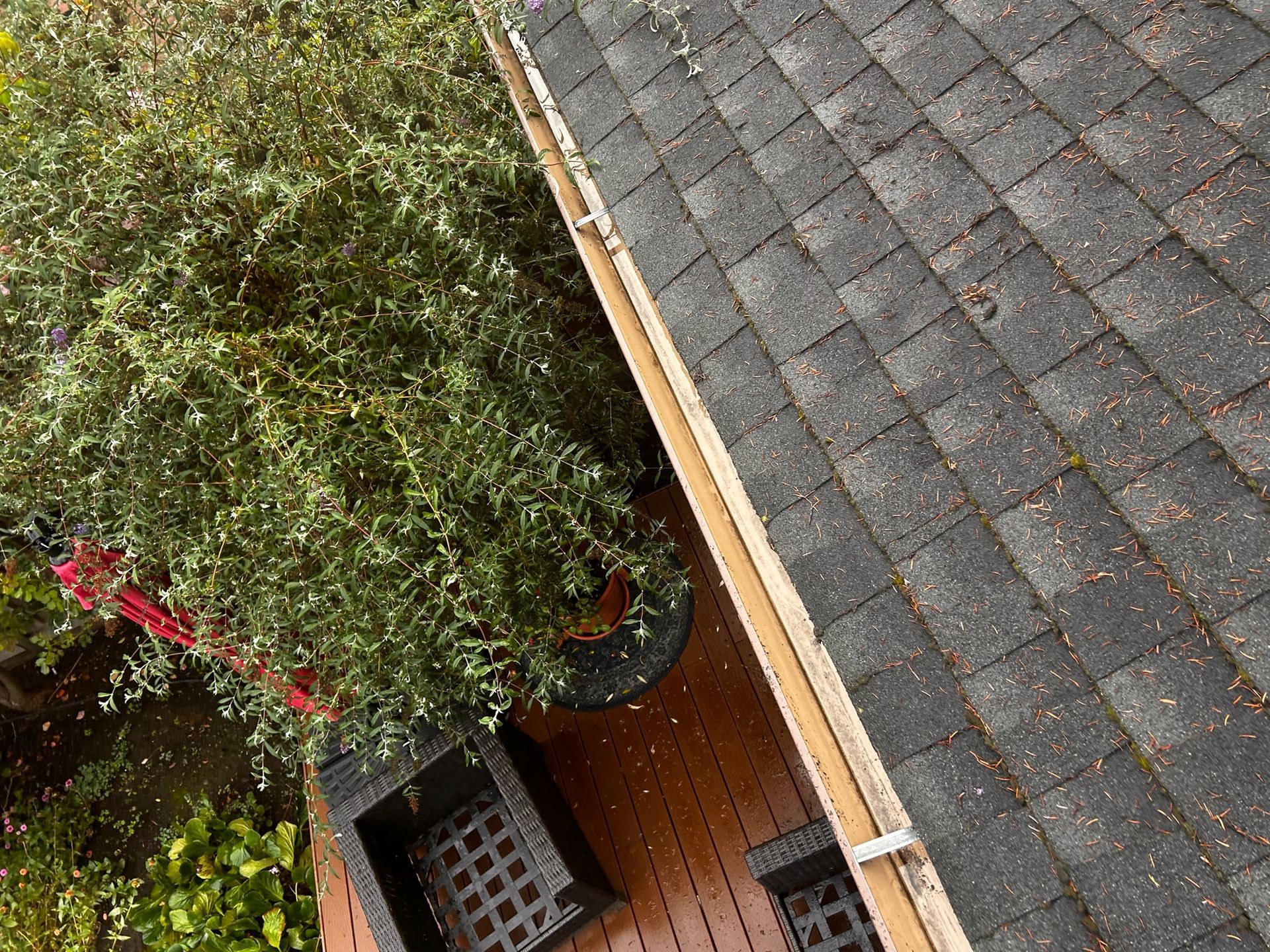 A roof with dark shingles and a tan gutter, with a large green tree next to it.
