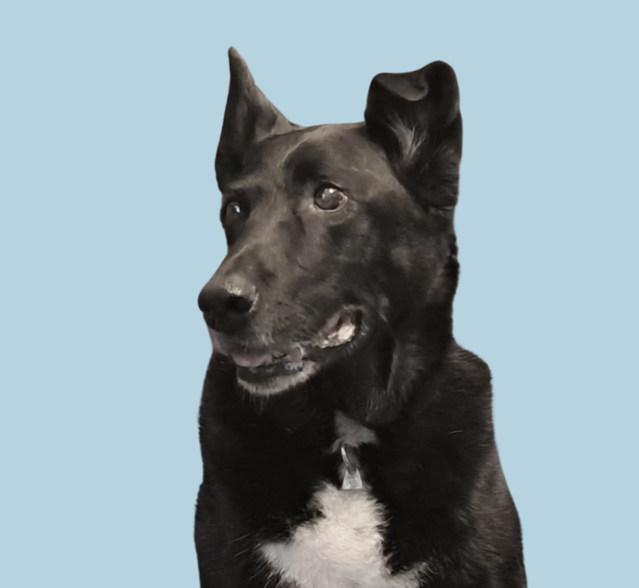 Porträt von Werkstatthund Liya