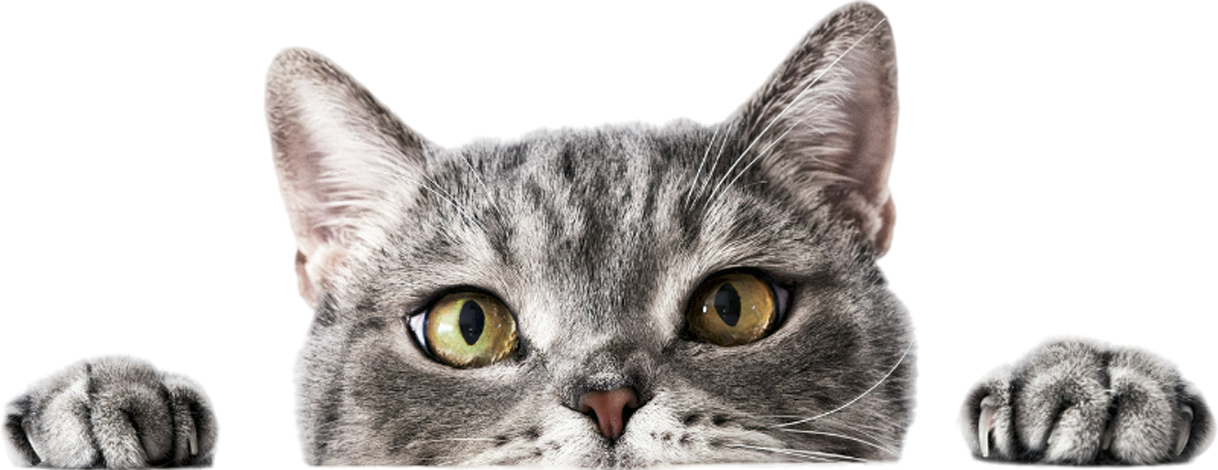 A close up of a cat 's face and paws on a white background.