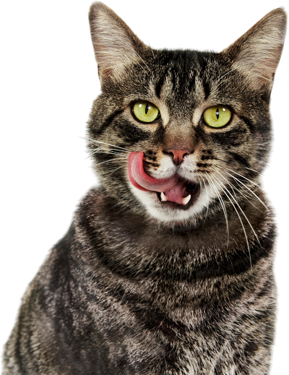 A cat with its tongue out is licking its nose.