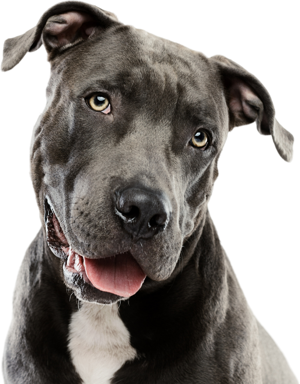 A close up of a dog with its tongue out